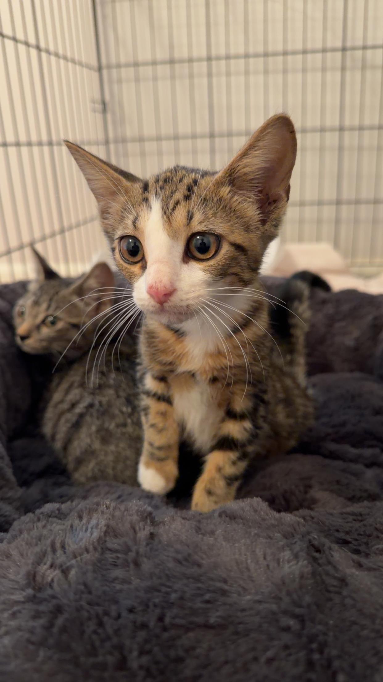 Mochi, an adopted Domestic Short Hair in Mississippi State, MS image 5/5