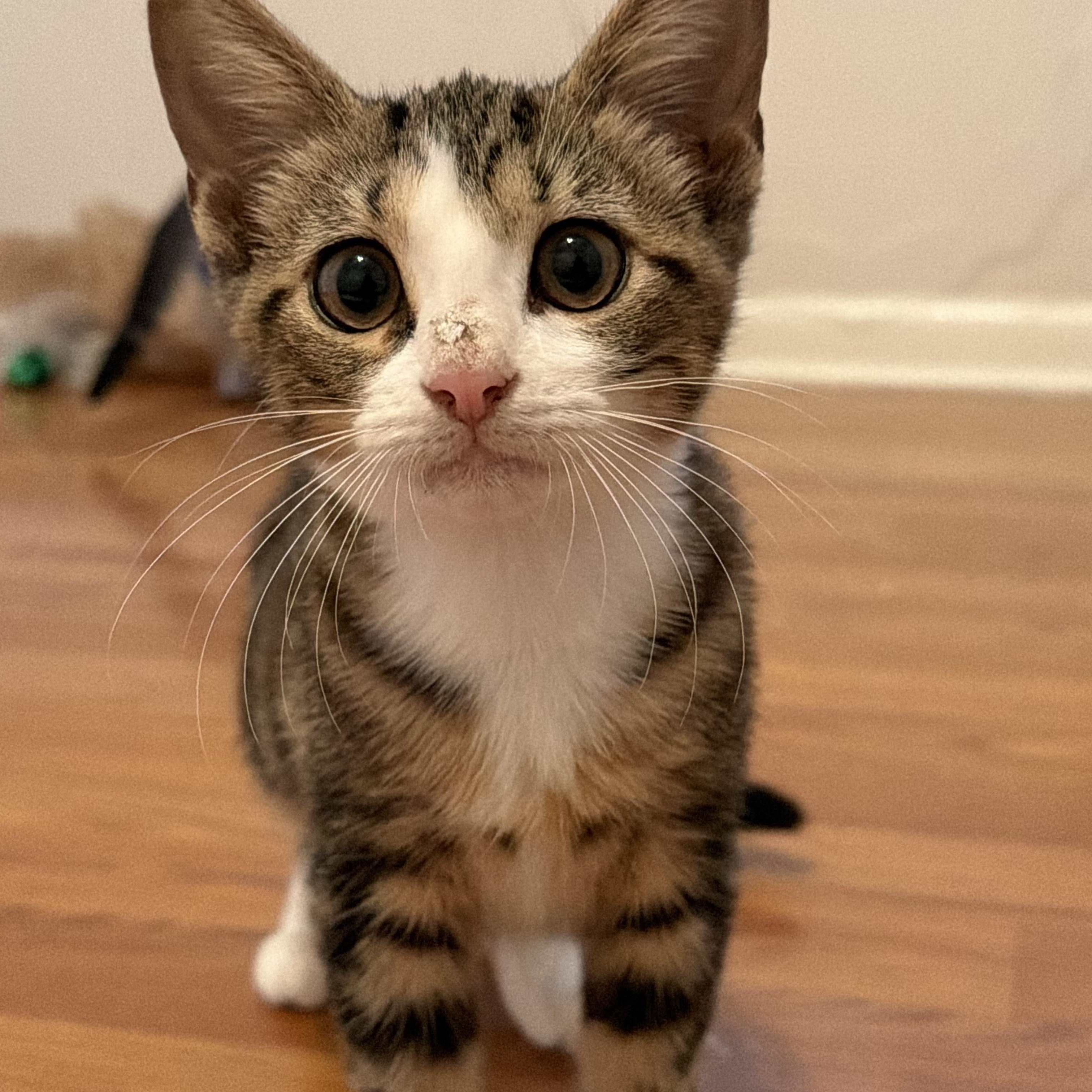 Mochi, an adopted Domestic Short Hair in Mississippi State, MS image 2/5