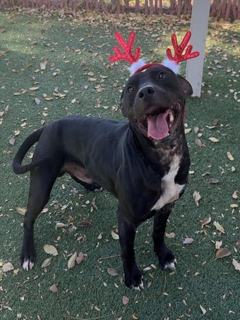 WAYNE, Adoptable, Young Male Pit Bull Terrier.