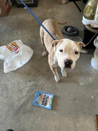 Enlarge Lisa Lisa, a Adoptable mixed breed in Fort Worth, TX image 1/1