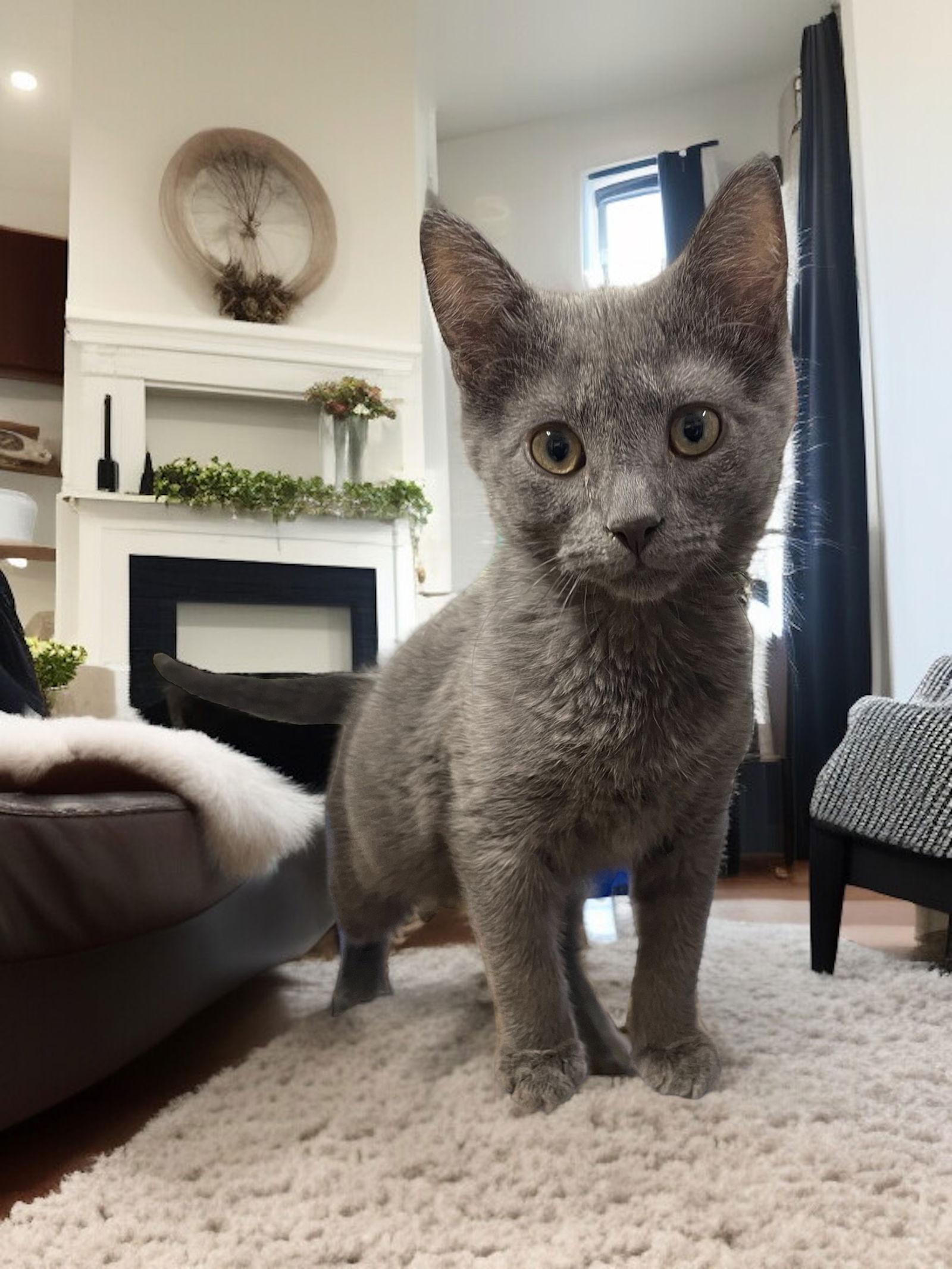 Enlarge Riley, a Adopted Domestic Short Hair in Champaign, IL image 2/3