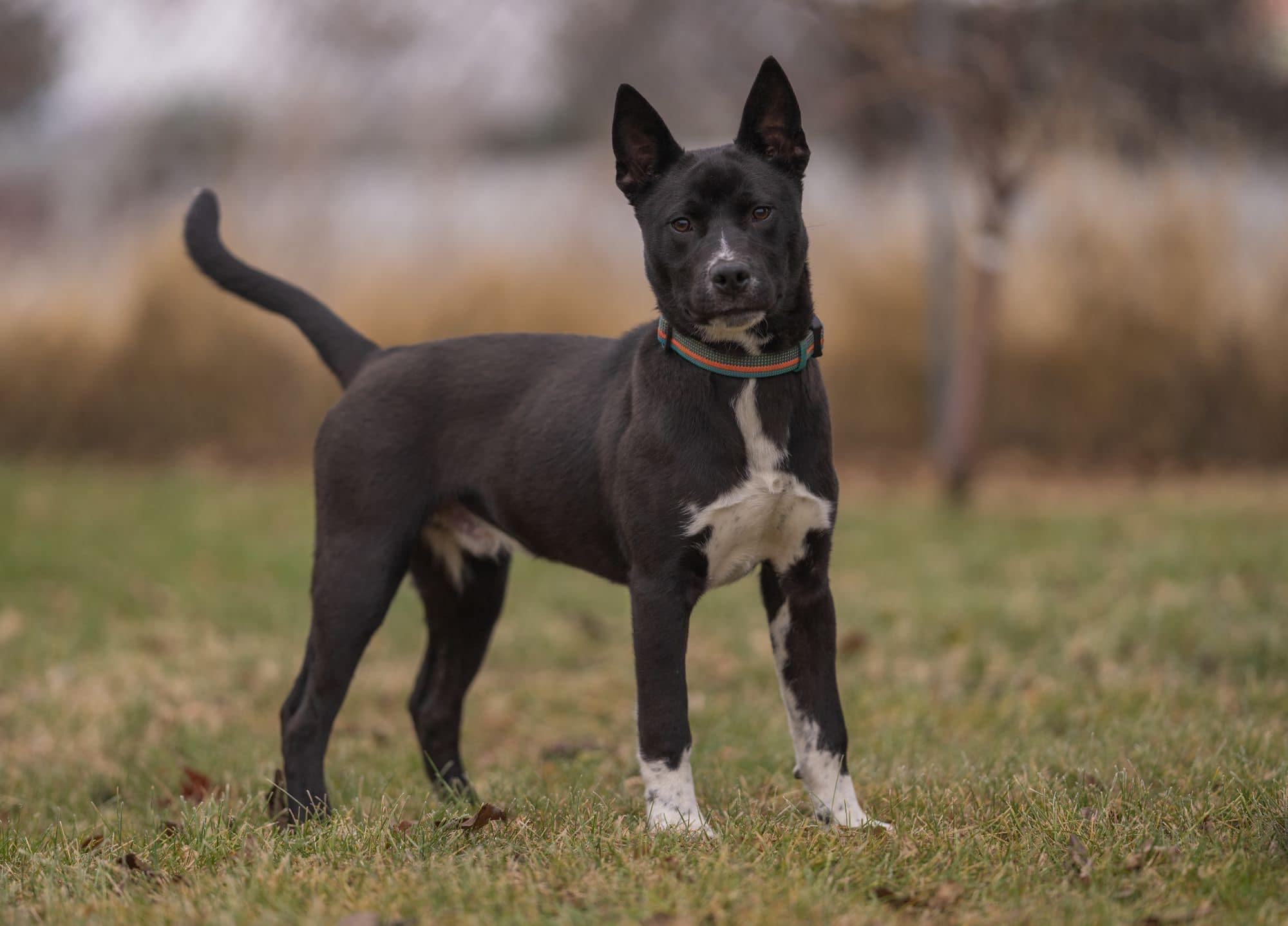 Enlarge Tony Stark, a Adoptable mixed breed in Seattle, WA image 3/5
