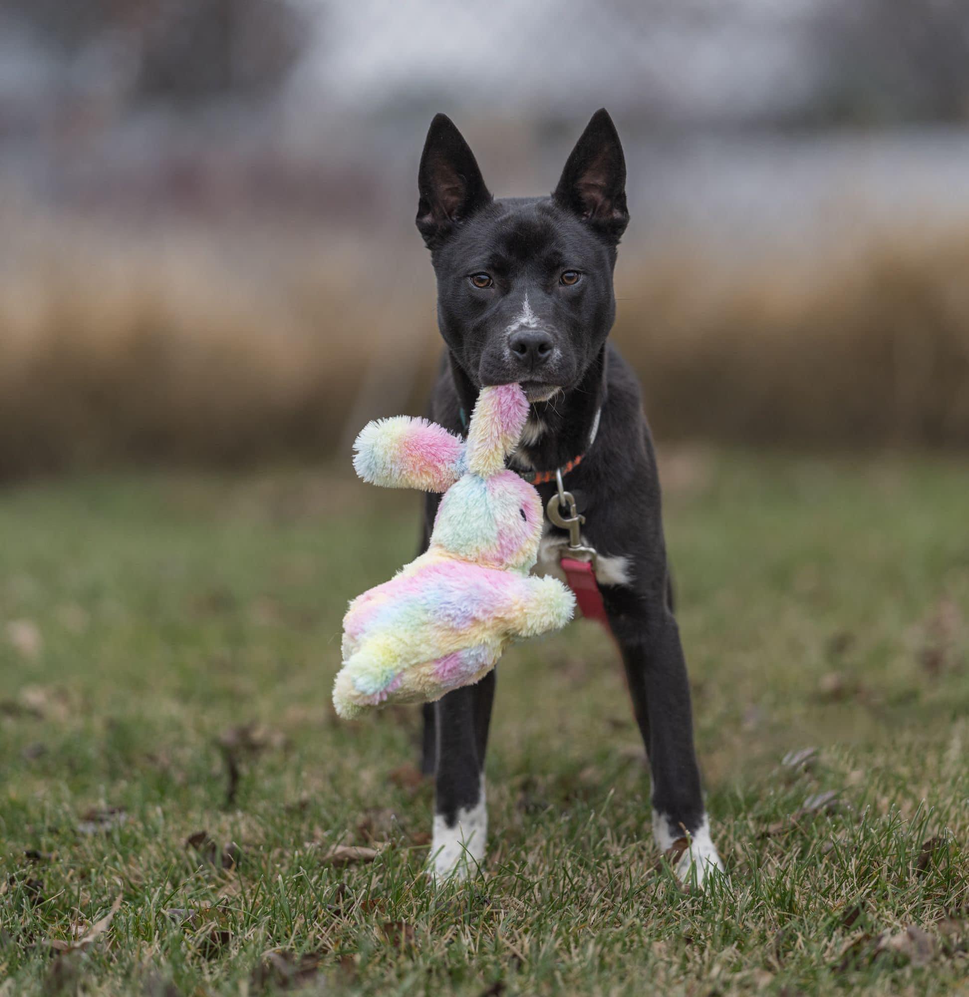Enlarge Tony Stark, a Adoptable mixed breed in Seattle, WA image 5/5