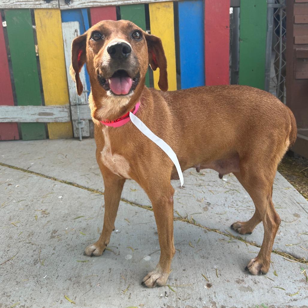 Toffee, Adoptable, Adult Female Labrador Retriever & Mixed Breed.