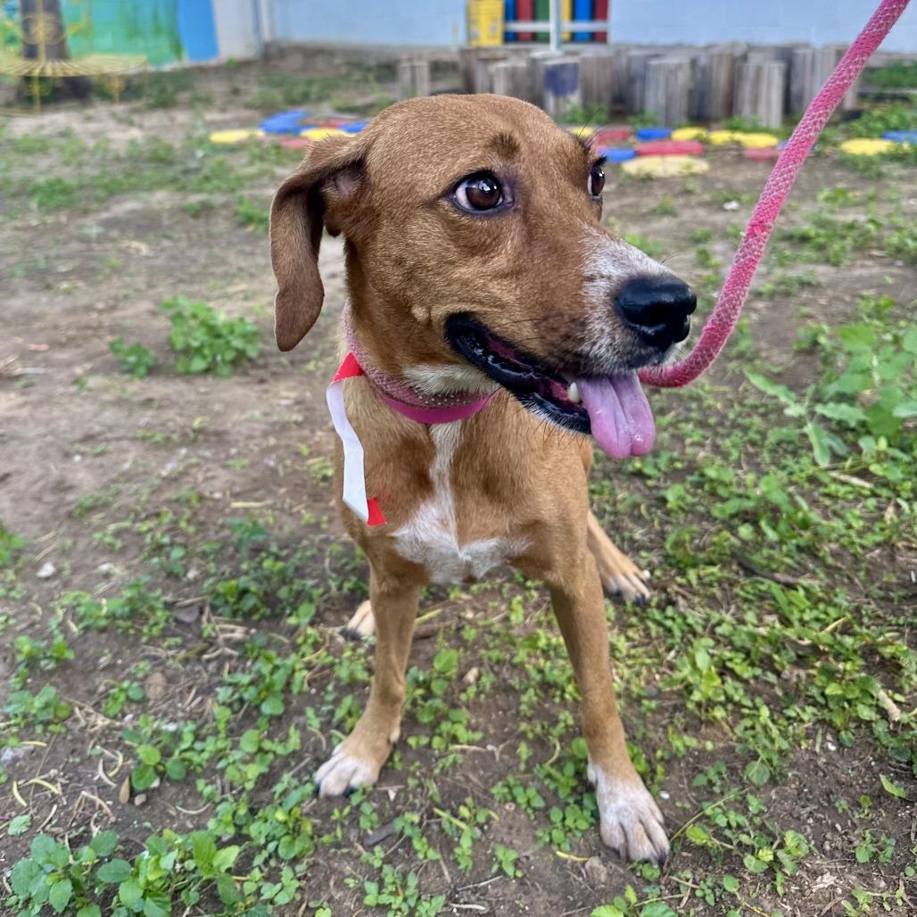 Toffee, a Adoptable mixed breed in Laredo, TX image 2/2