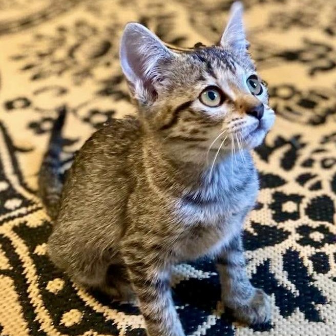 Cassandra, a ADOPTABLE Tabby in Memphis, TN image 2/5