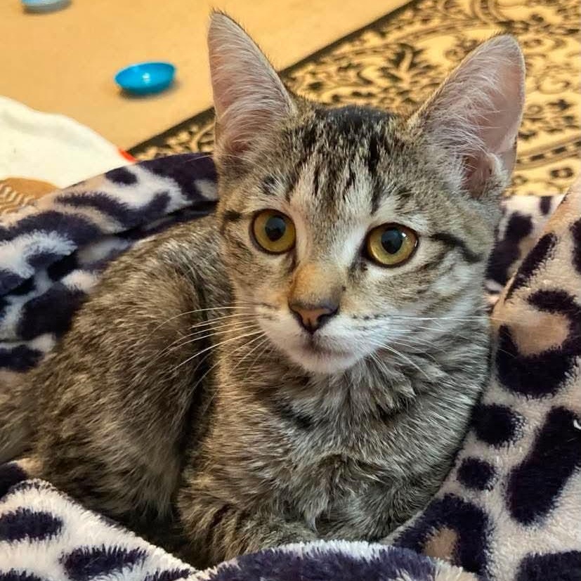 Enlarge Cassandra, a Adoptable Tabby in Memphis, TN image 2/6