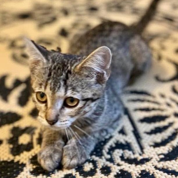 Cassandra, a ADOPTABLE Tabby in Memphis, TN image 5/5