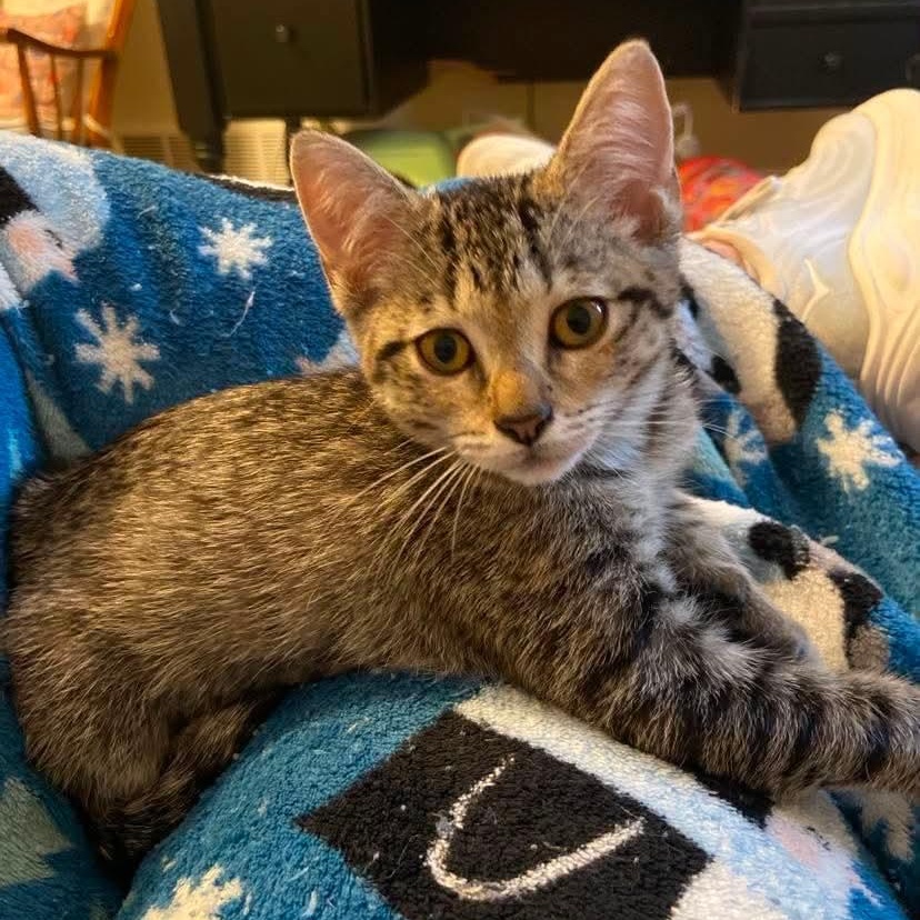 Cassandra, a ADOPTABLE Tabby in Memphis, TN image 1/5