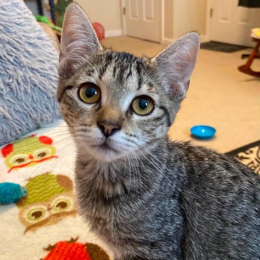 Enlarge Cassandra, a Adoptable Tabby in Memphis, TN image 6/6