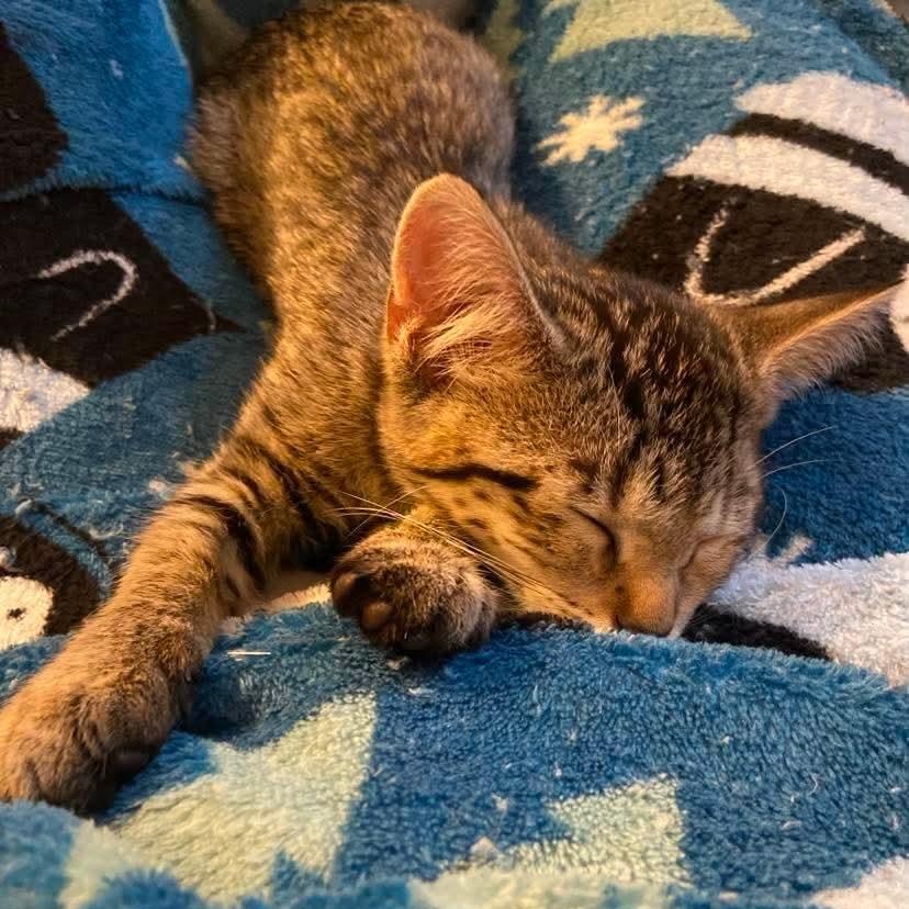 Cassandra, a ADOPTABLE Tabby in Memphis, TN image 3/5