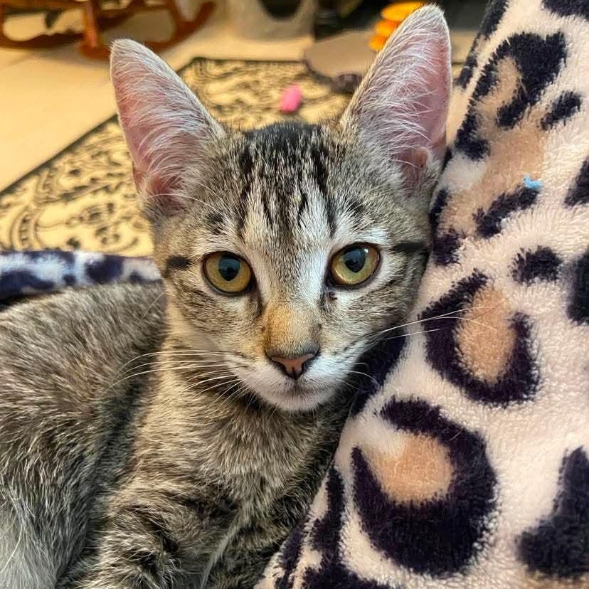Enlarge Cassandra, a Adoptable Tabby in Memphis, TN image 1/6