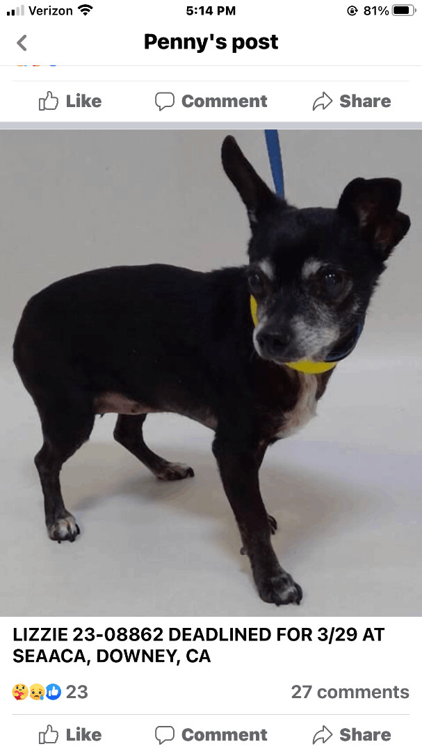 Enlarge Lizzy, a Adopted Chihuahua in Studio City, CA image 1/1