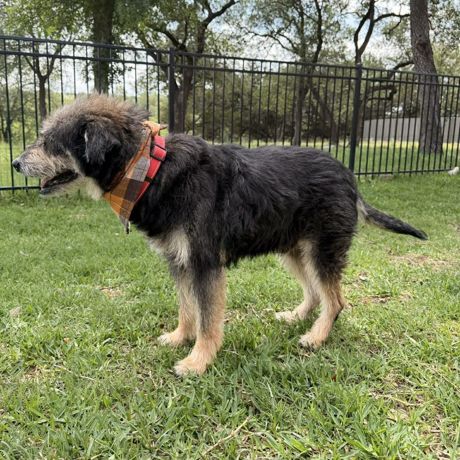 Enlarge Blake, an adopted Schnauzer in Falls Church, VA image 6/6