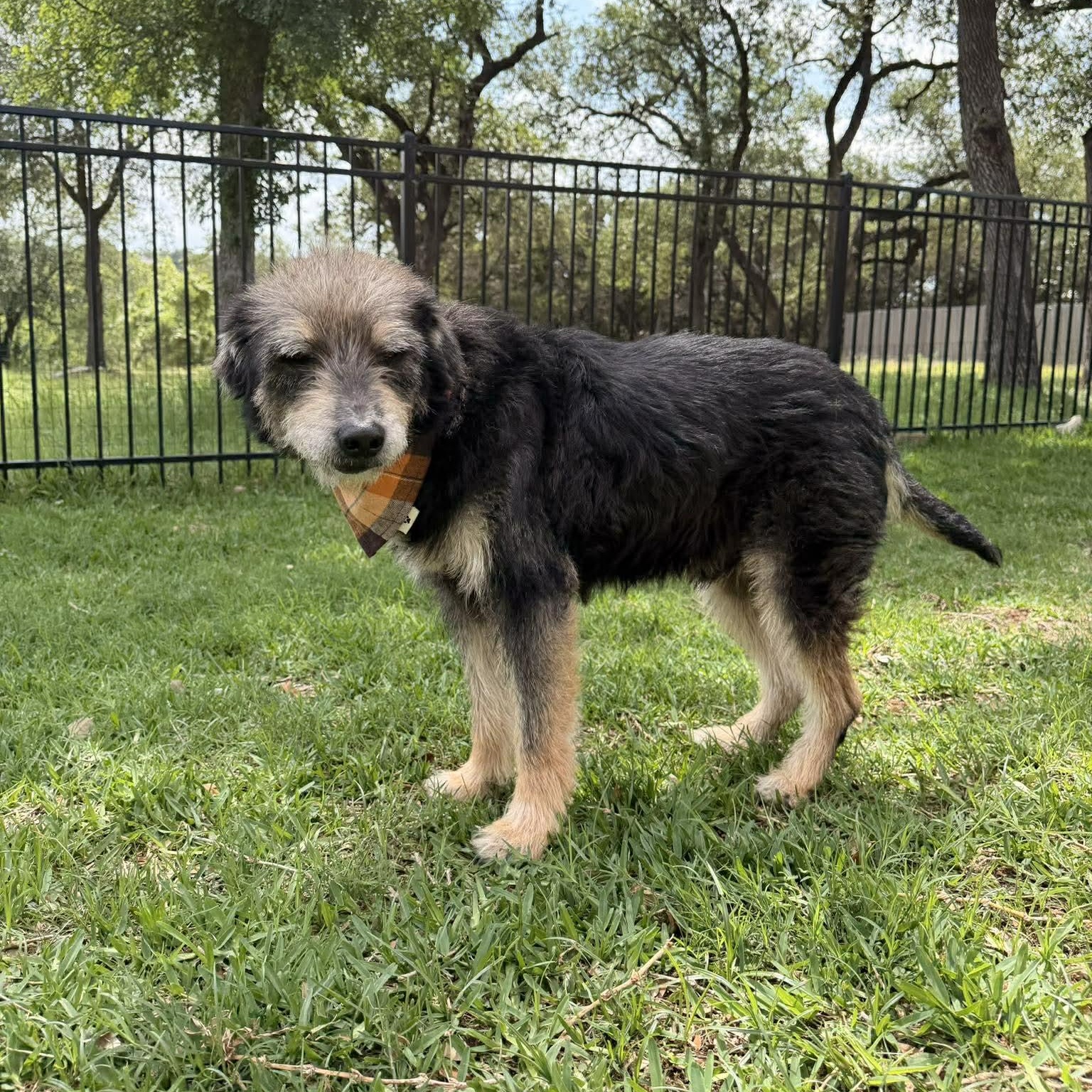 Enlarge Blake, an adopted Schnauzer in Falls Church, VA image 2/6