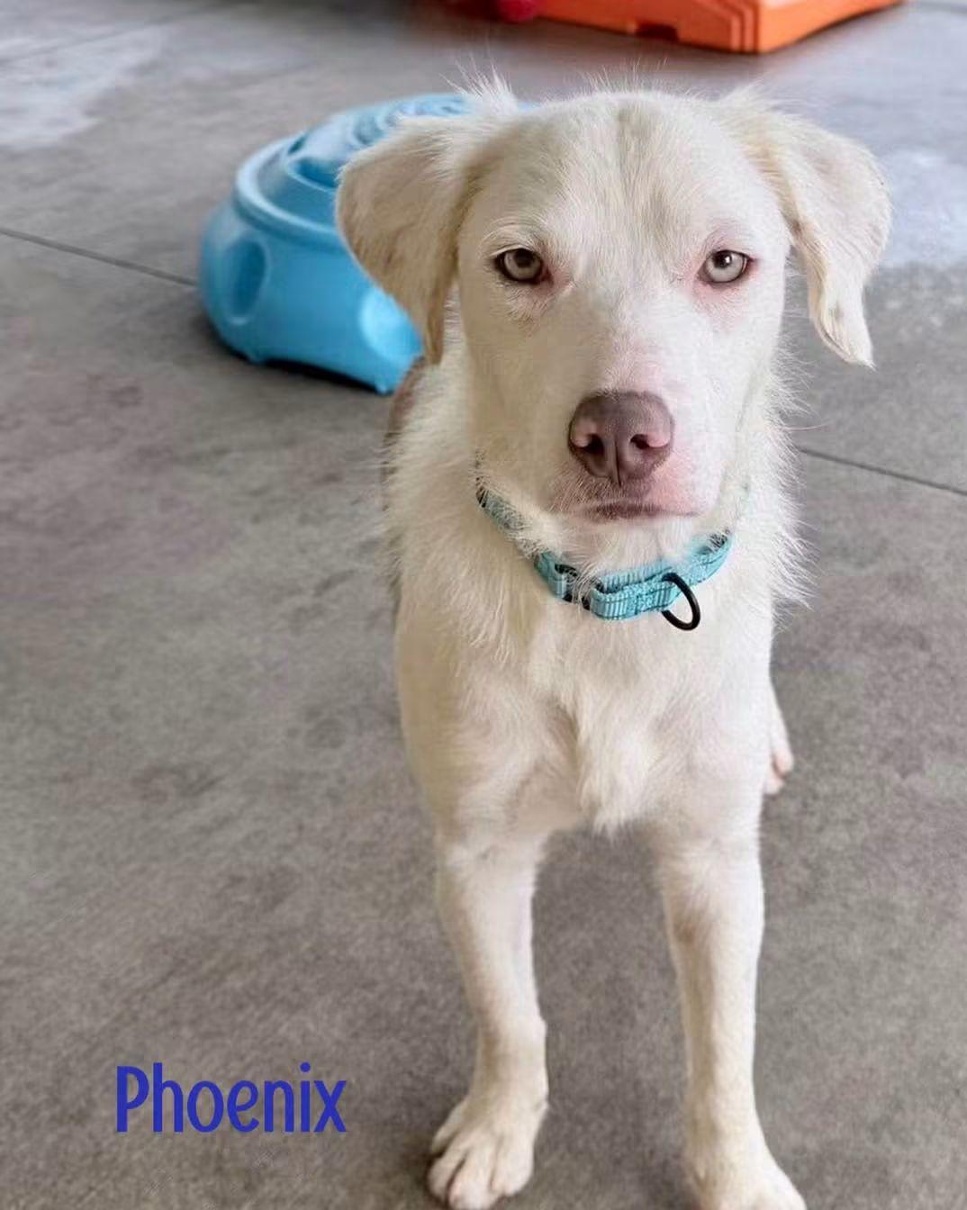 Enlarge Phoenix, a Adoptable mixed breed in Washington , PA image 1/1