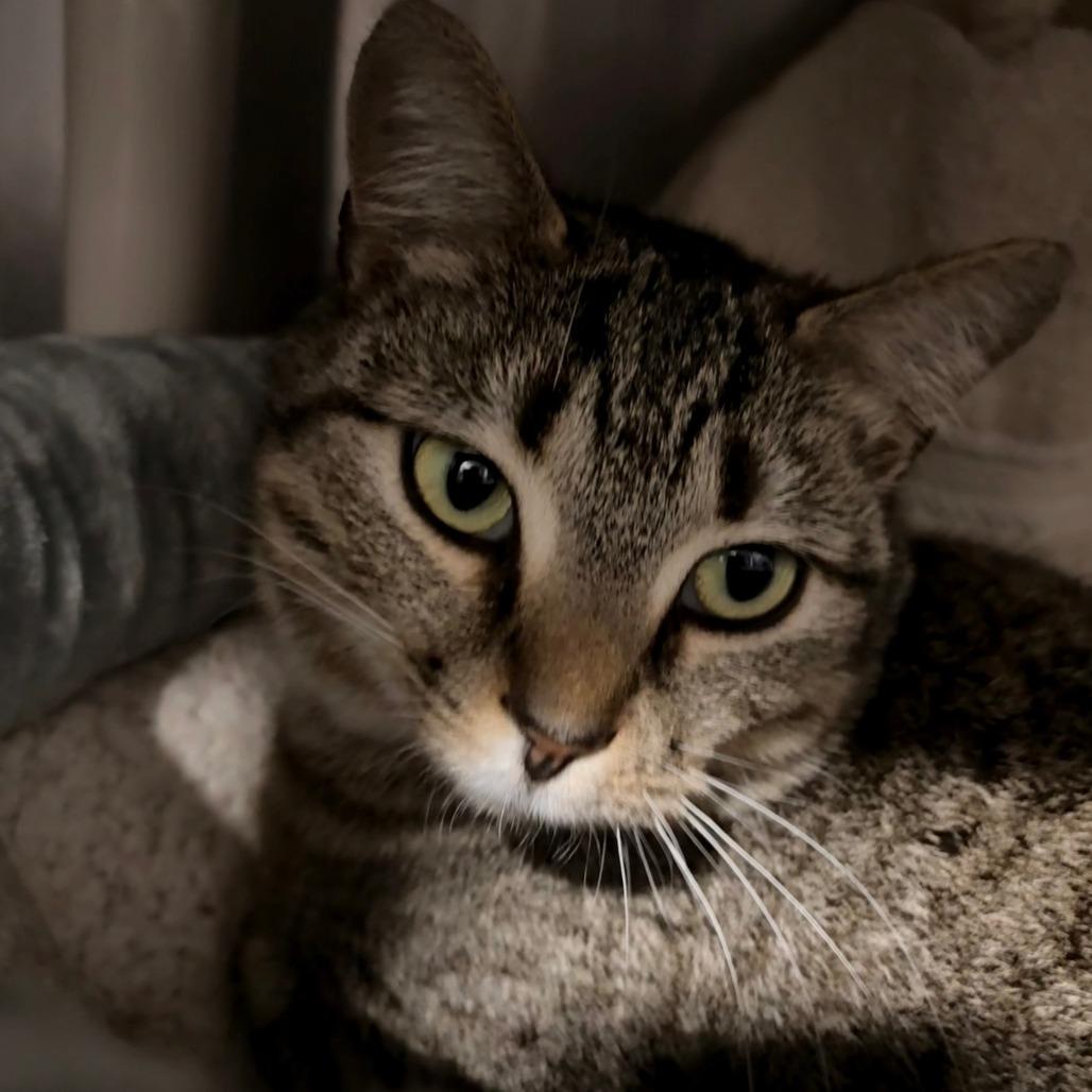 Pierre, Adoptable, Young Male Domestic Short Hair.