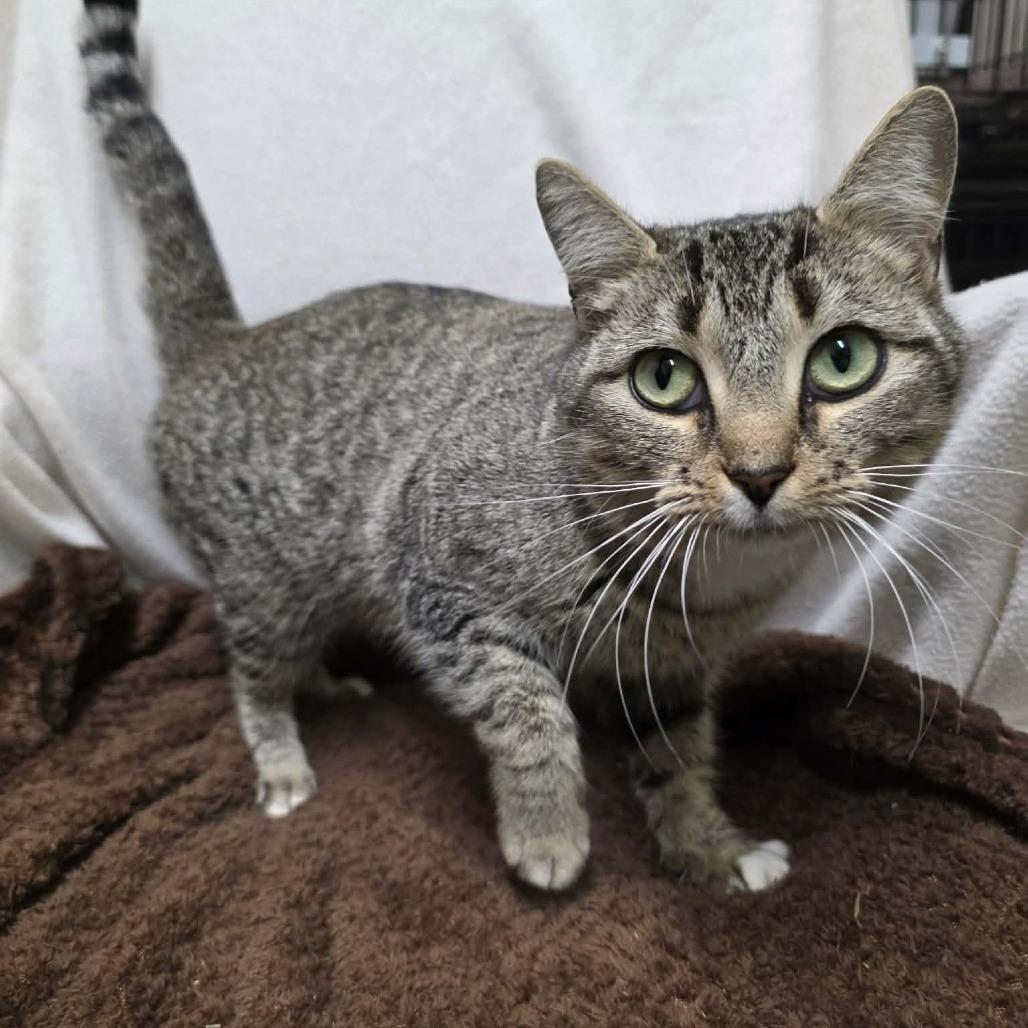 Enlarge Pierre, a Adoptable mixed breed in Hamilton, GA image 1/5