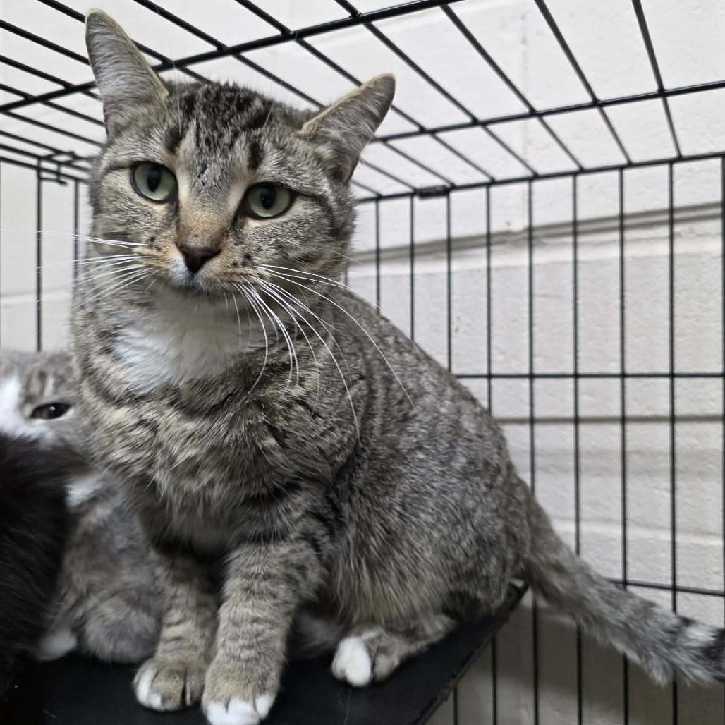 Enlarge Pierre, a Adoptable mixed breed in Hamilton, GA image 2/5