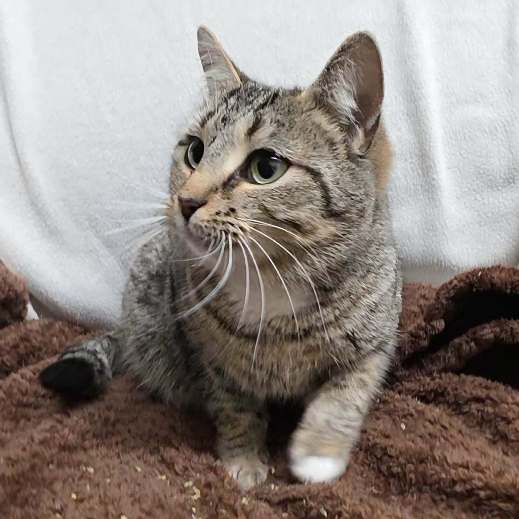 Enlarge Pierre, a Adoptable mixed breed in Hamilton, GA image 3/5