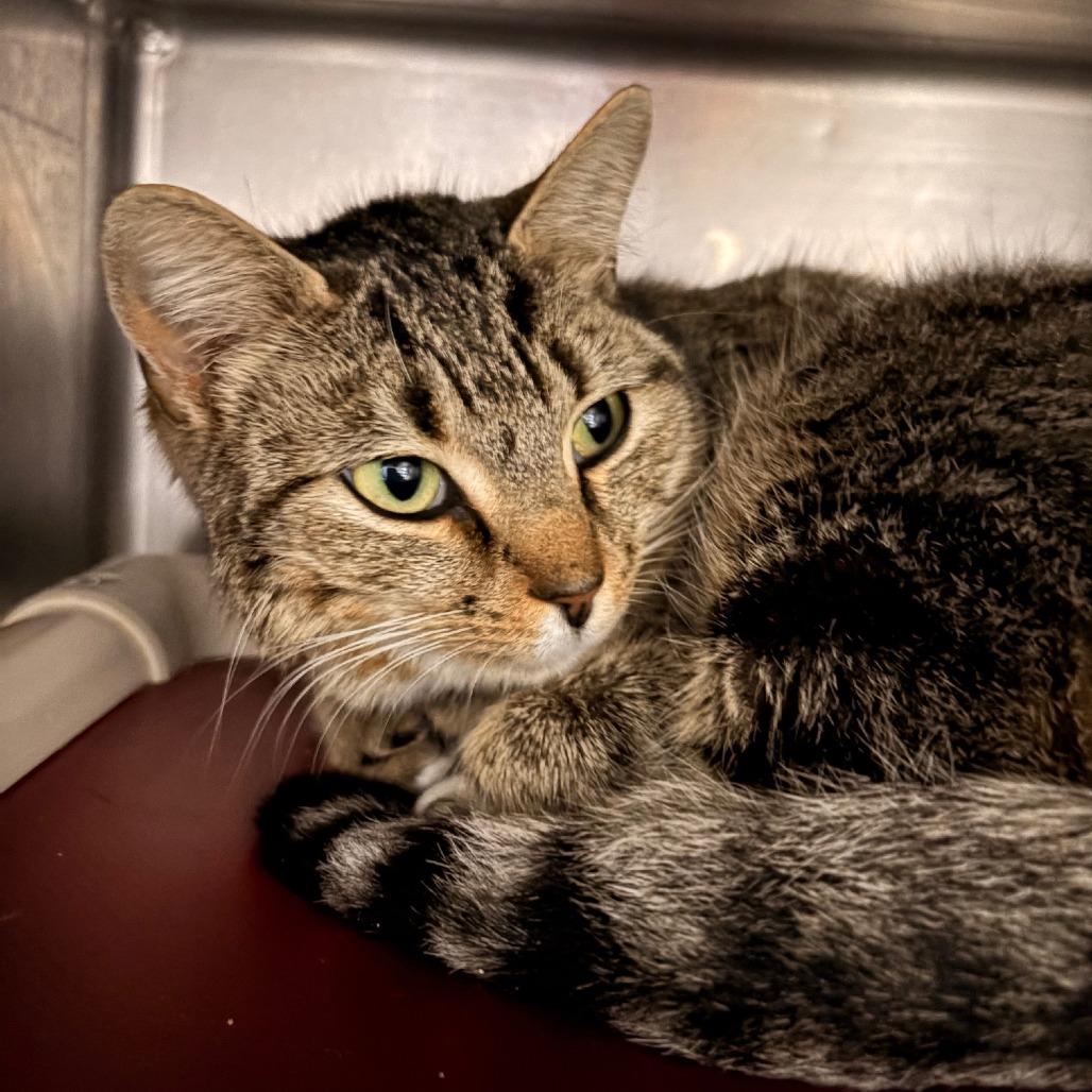 Enlarge Pierre, a Adoptable mixed breed in Hamilton, GA image 4/5