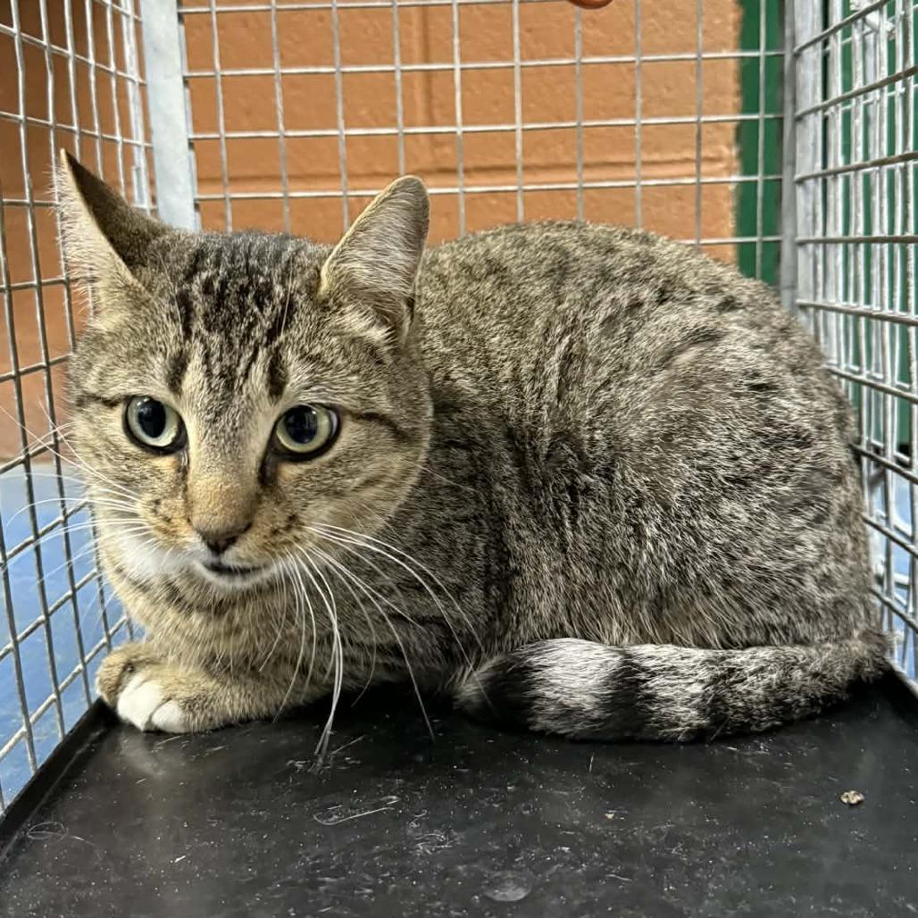 Enlarge Pierre, a Adoptable mixed breed in Hamilton, GA image 5/5