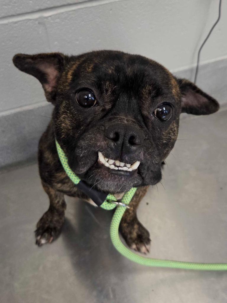Enlarge Buggy, a Adoptable mixed breed in Chillicothe, OH image 1/2