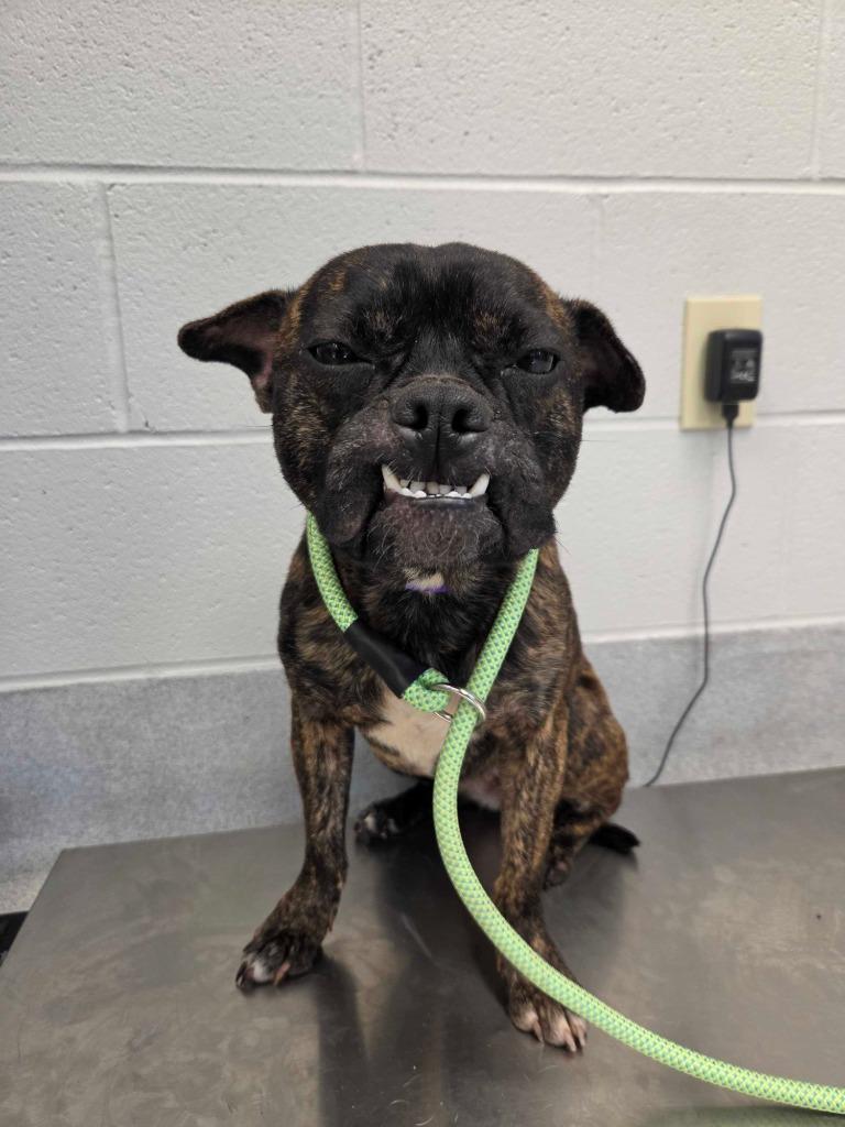 Enlarge Buggy, a Adoptable mixed breed in Chillicothe, OH image 2/2