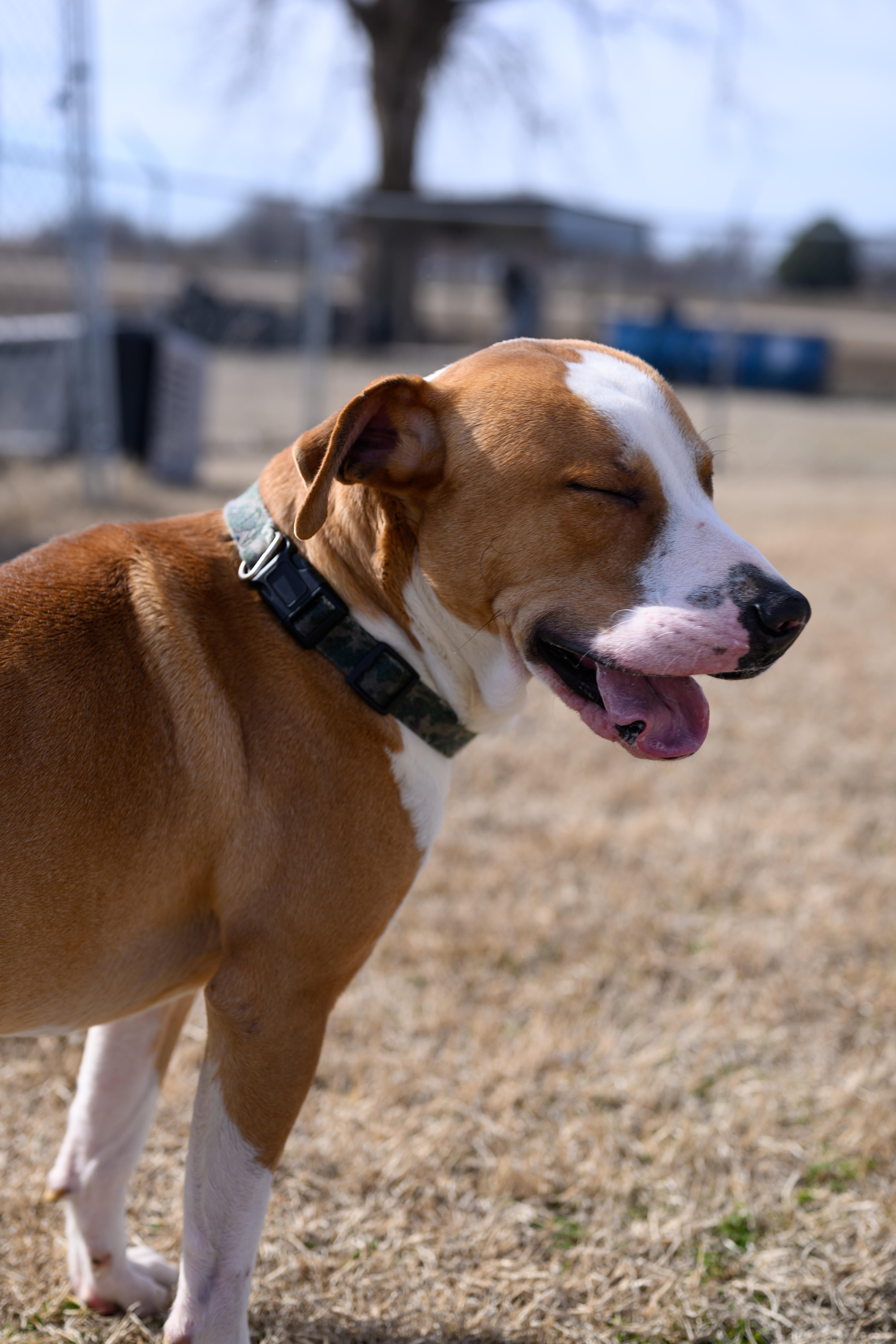 Enlarge Emmett, a Adopted mixed breed in Malden, MO image 2/5