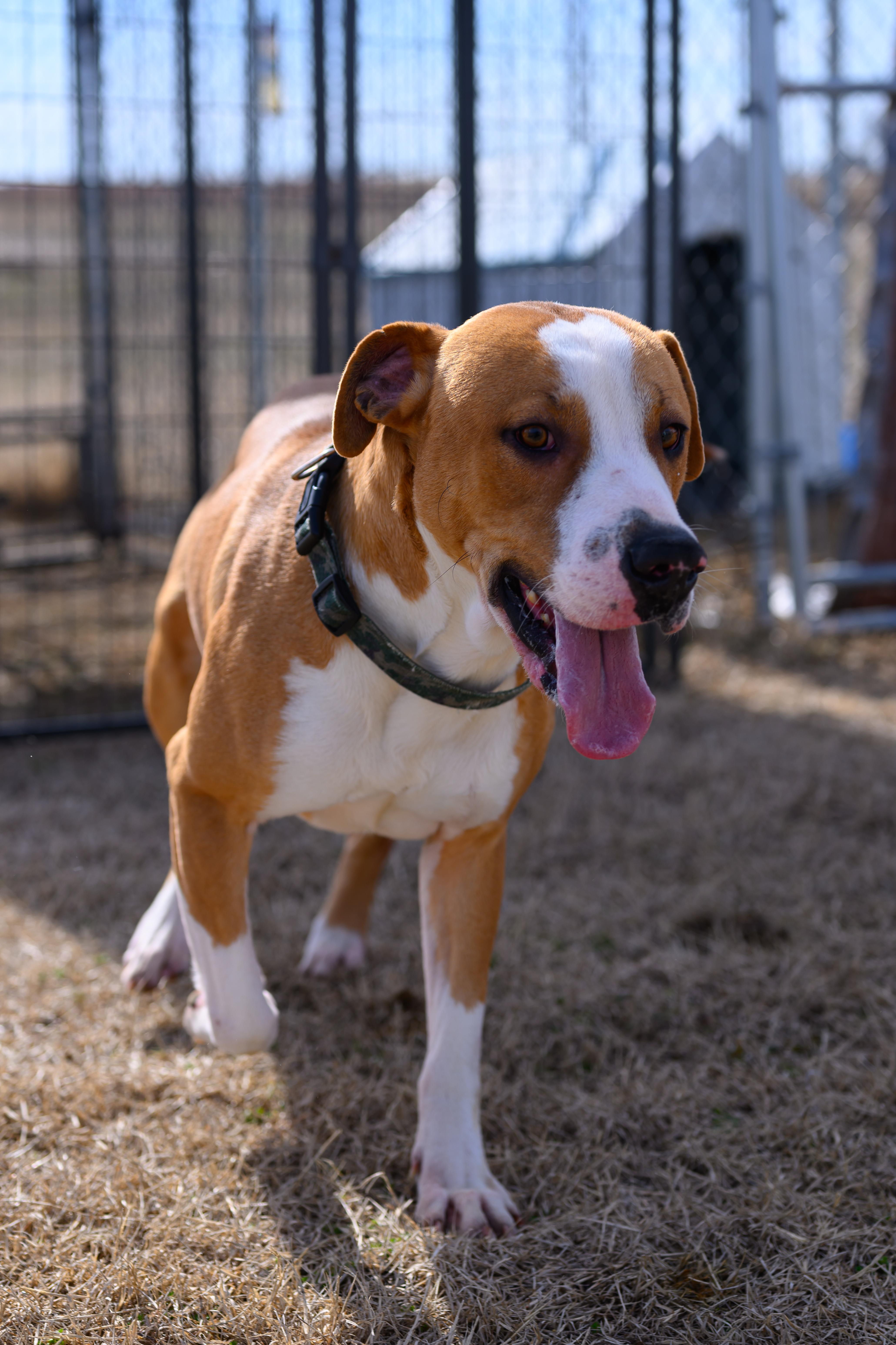 Enlarge Emmett, a Adopted mixed breed in Malden, MO image 3/5