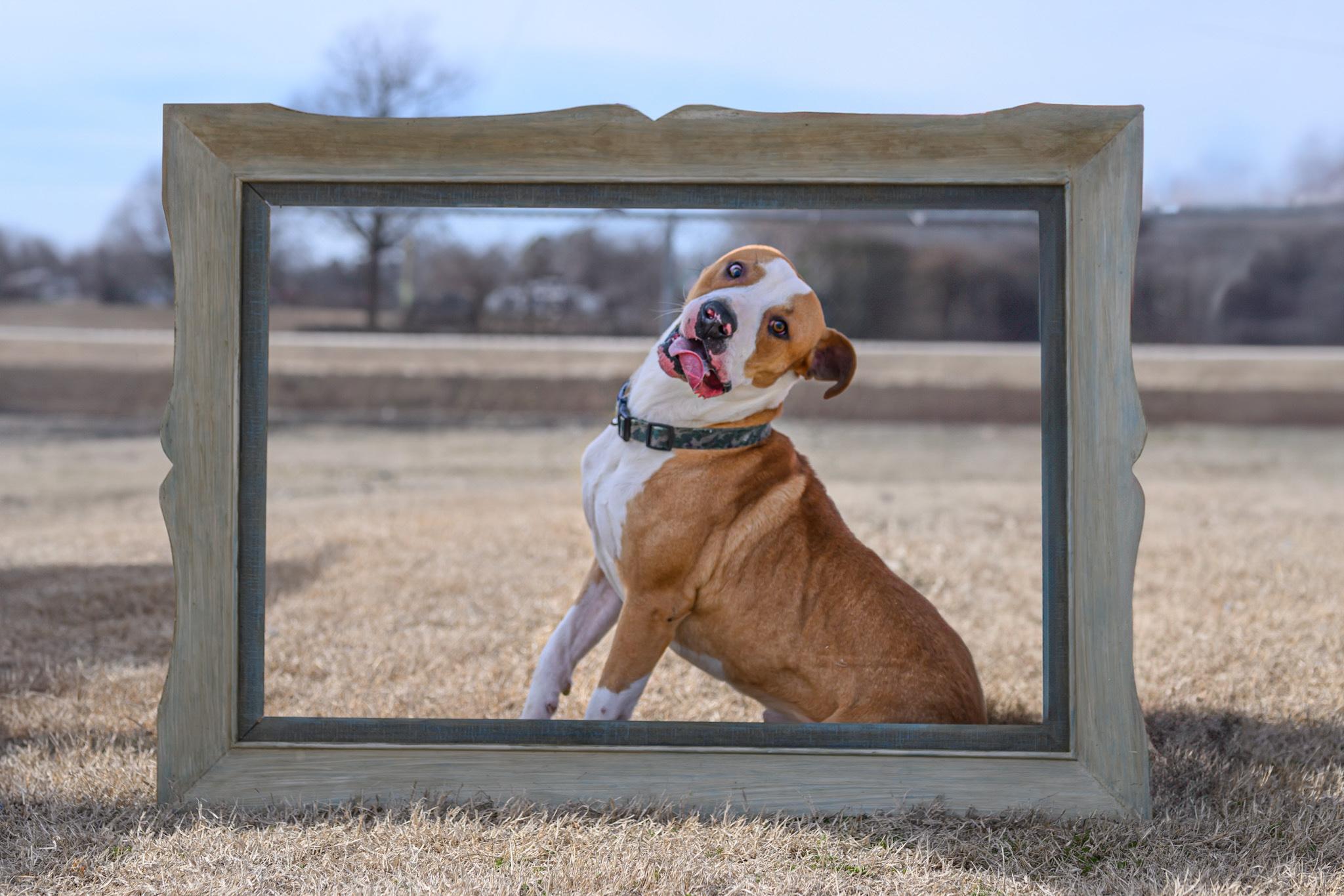 Enlarge Emmett, a Adopted mixed breed in Malden, MO image 1/5