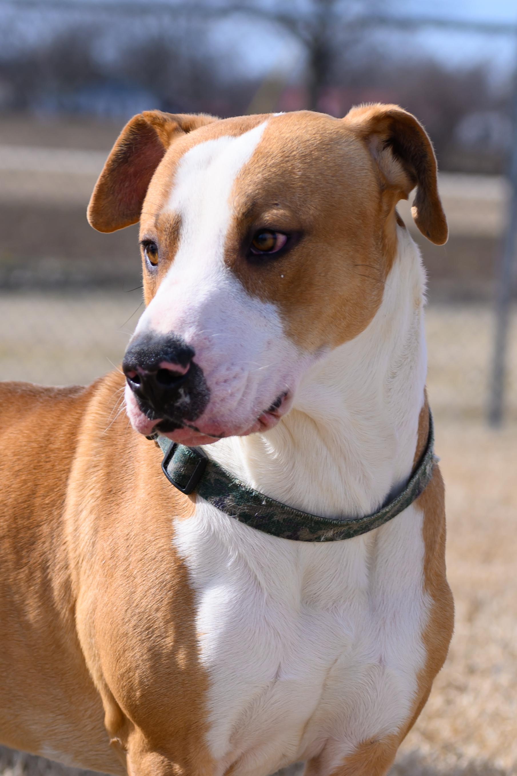 Enlarge Emmett, a Adopted mixed breed in Malden, MO image 4/5