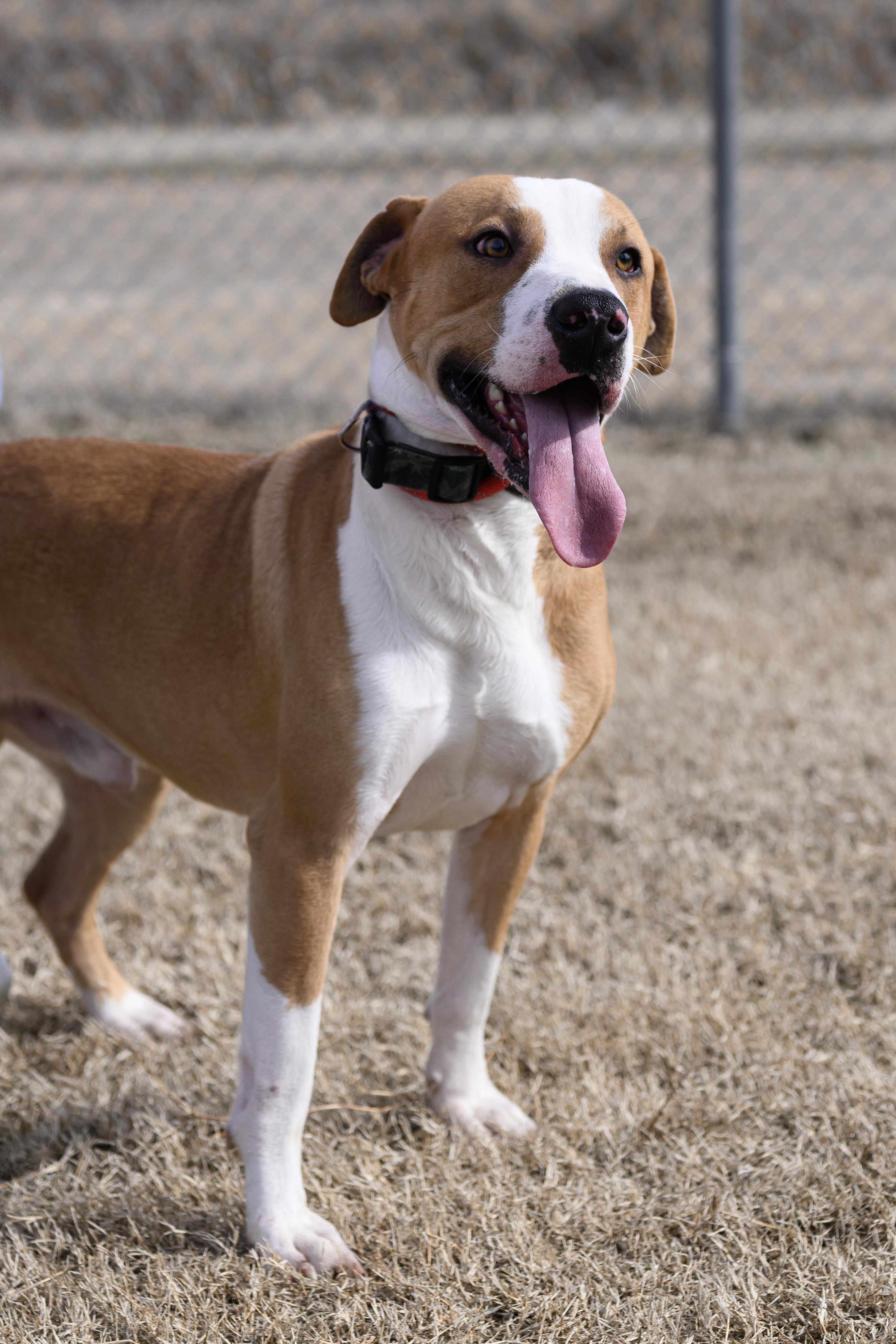 Enlarge Emmett, a Adopted mixed breed in Malden, MO image 5/5