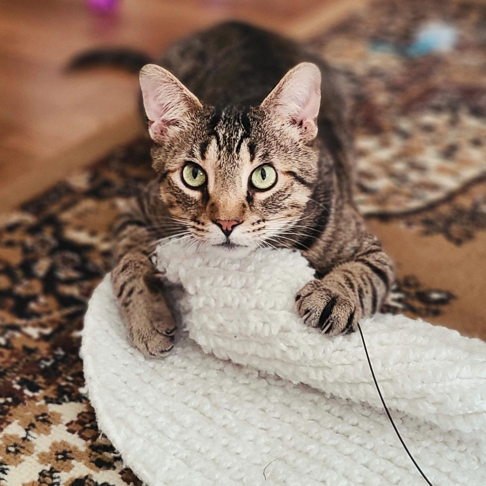 Phoenix, Adoptable, Adult Male Domestic Short Hair.