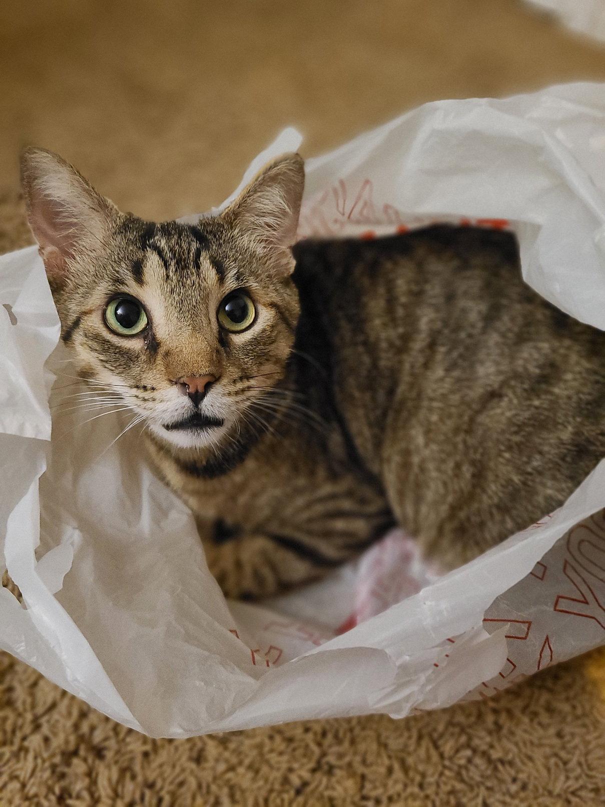 Phoenix, Adoptable, Adult Male Domestic Short Hair.