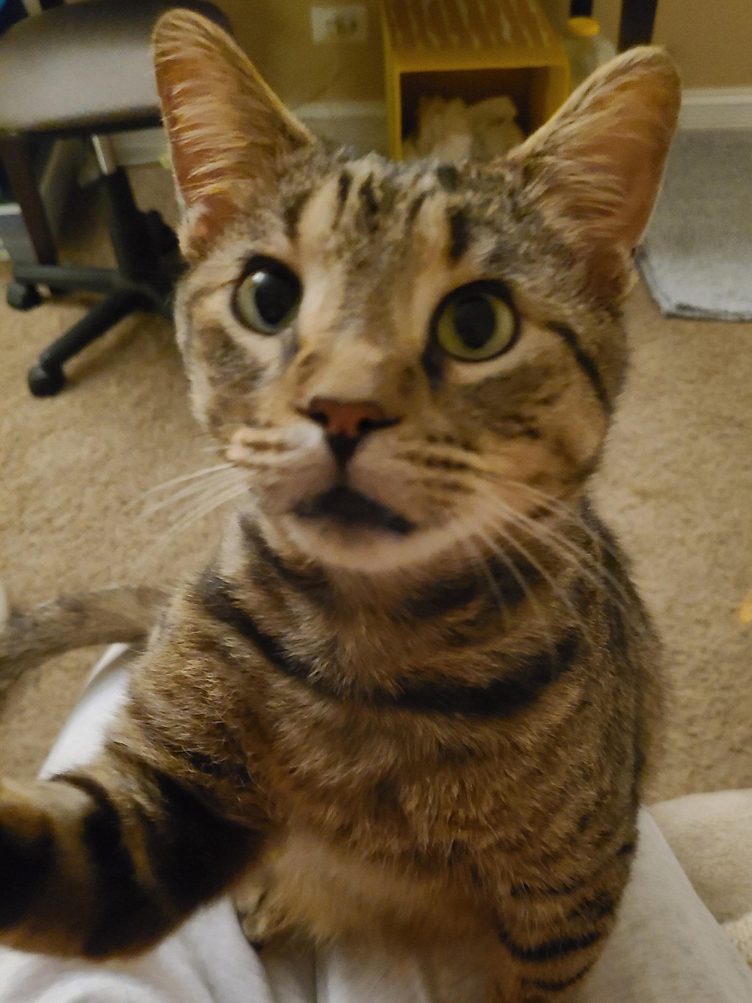 Phoenix, a Adoptable Domestic Short Hair in Wheaton, IL image 2/3