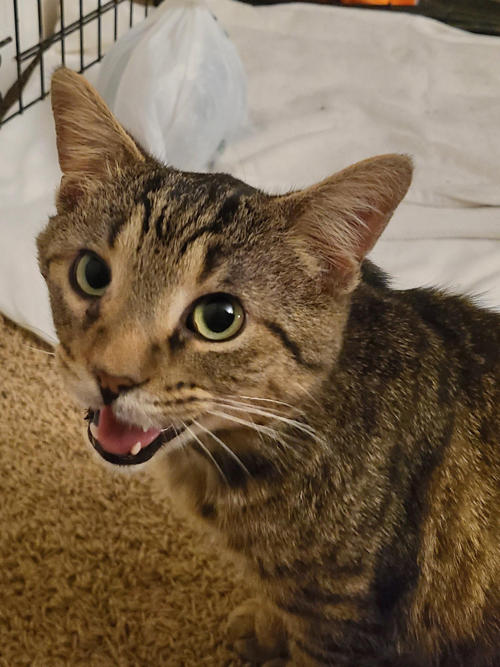 Phoenix, a Adoptable Domestic Short Hair in Wheaton, IL image 3/3