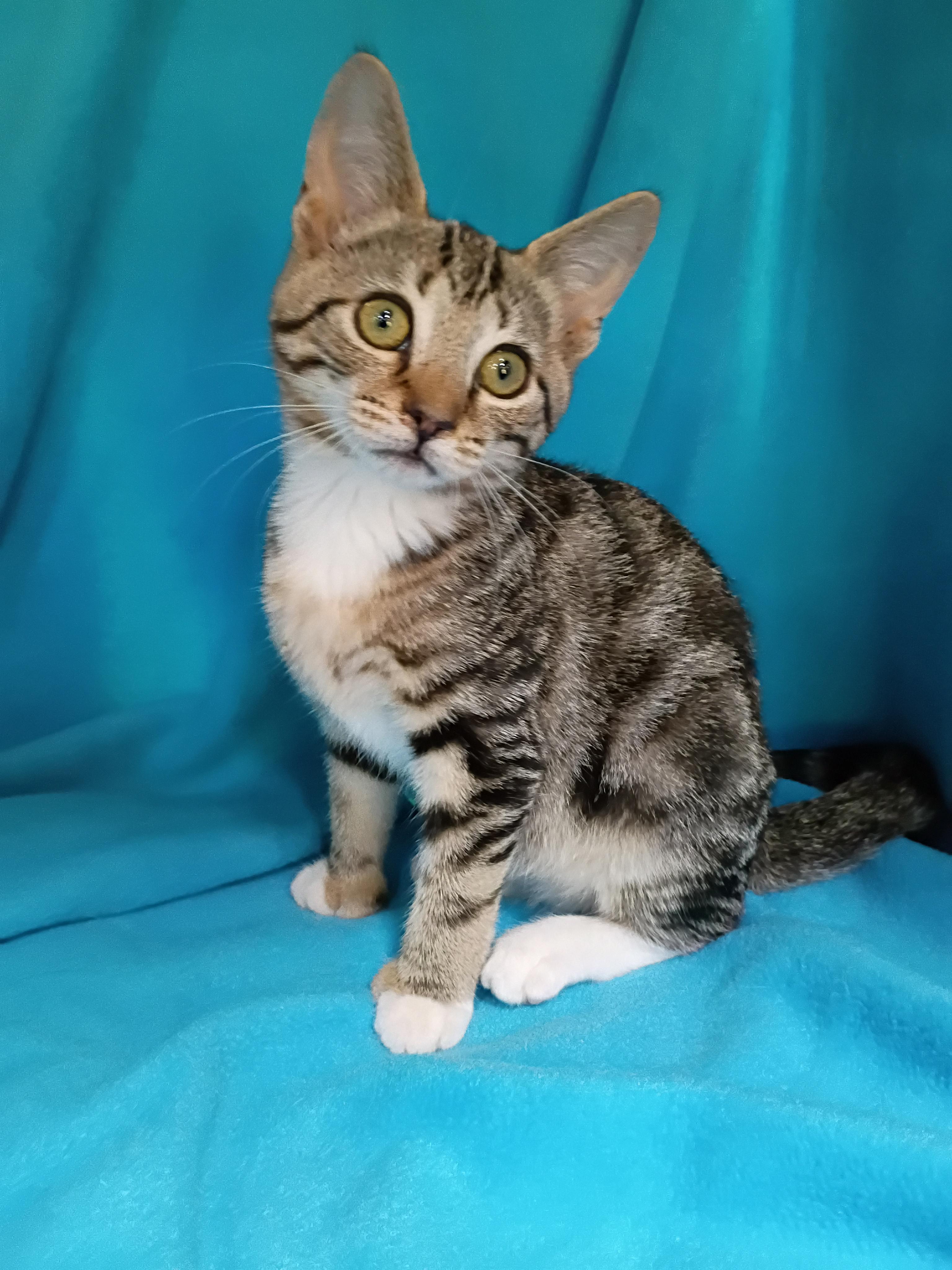 Seashell, Adoptable, Kitten Female Domestic Short Hair.