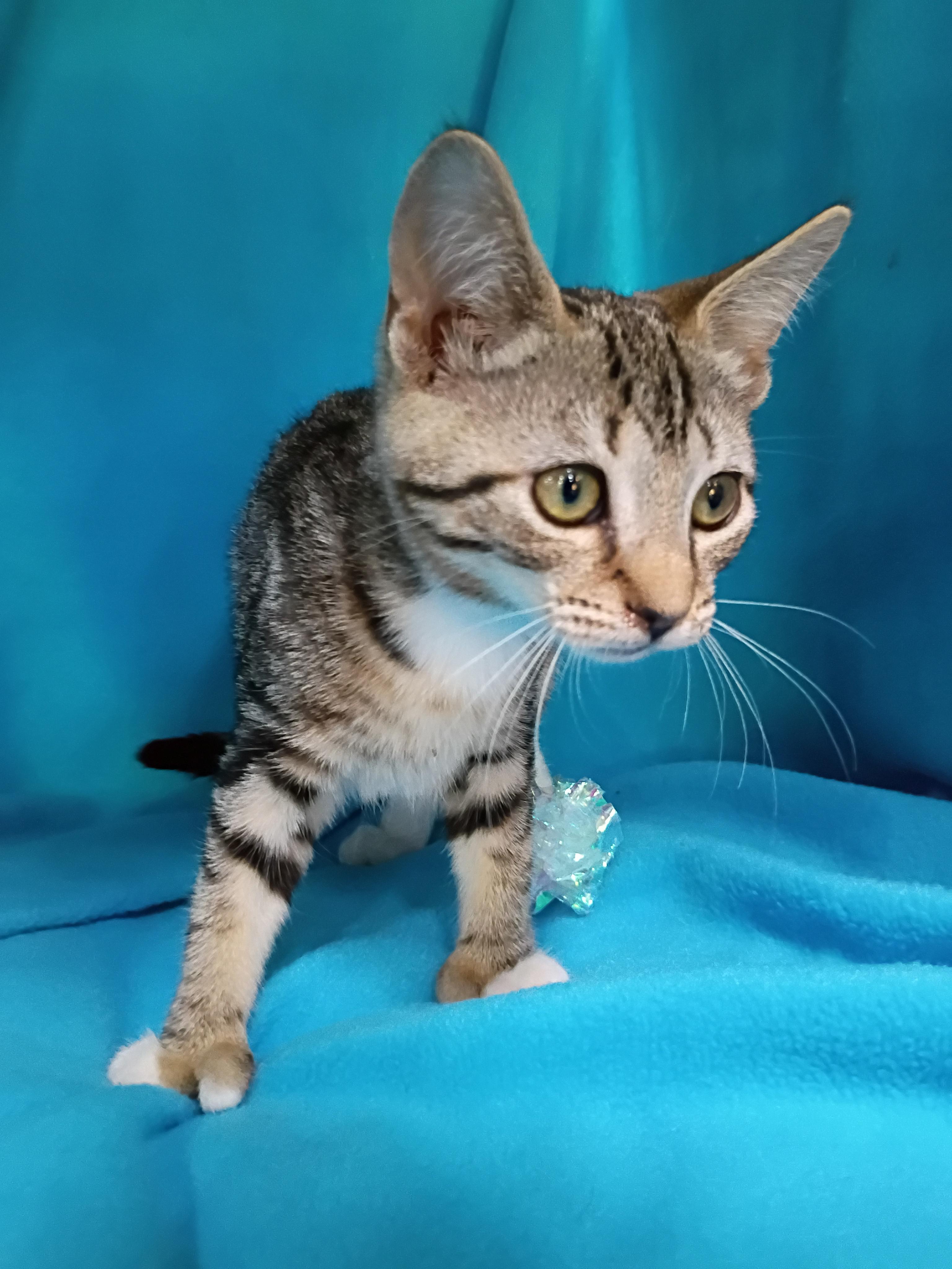 Enlarge Seashell, a Adoptable Domestic Short Hair in Morgantown, WV image 4/4