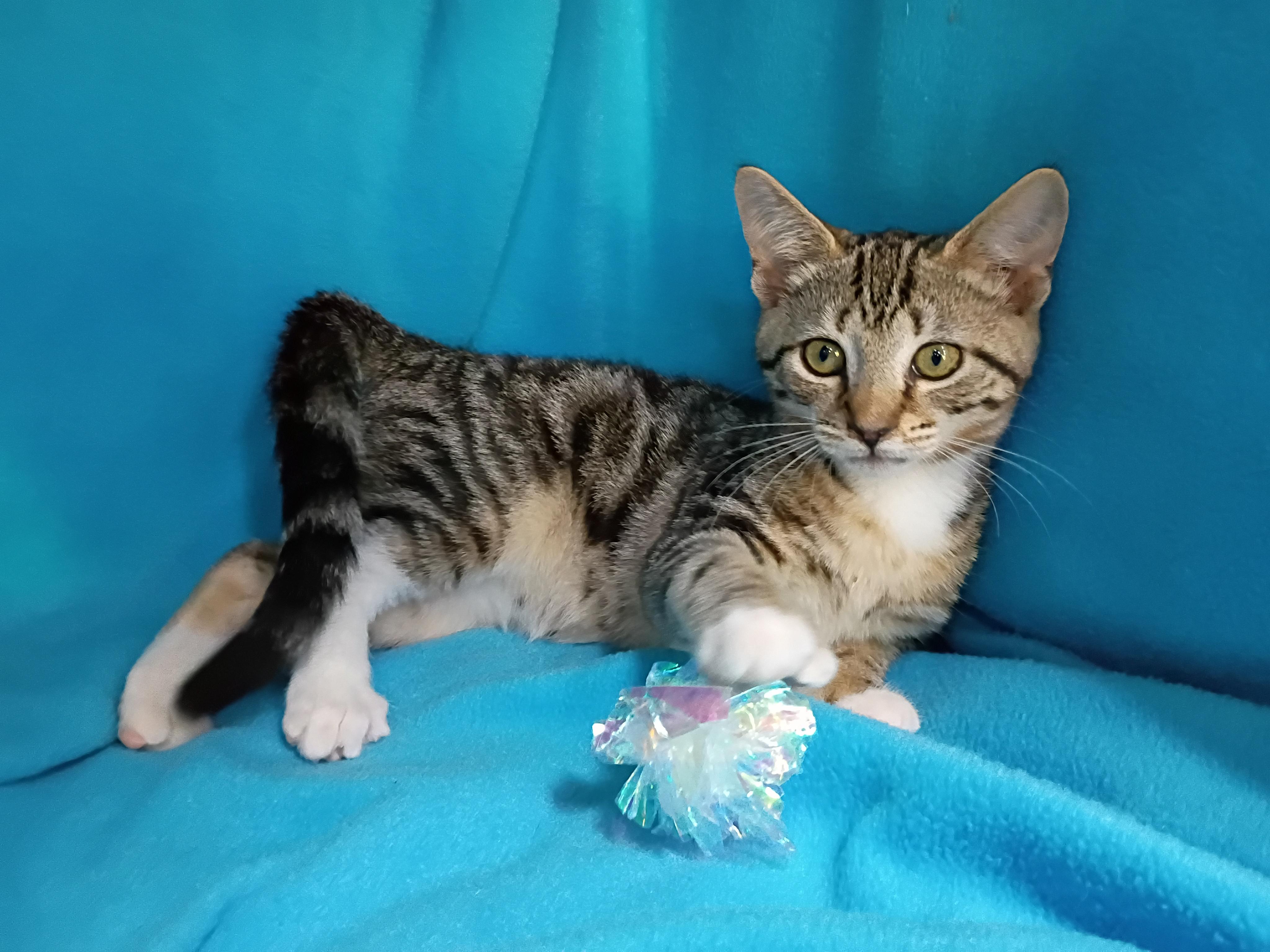 Enlarge Seashell, a Adoptable Domestic Short Hair in Morgantown, WV image 3/4