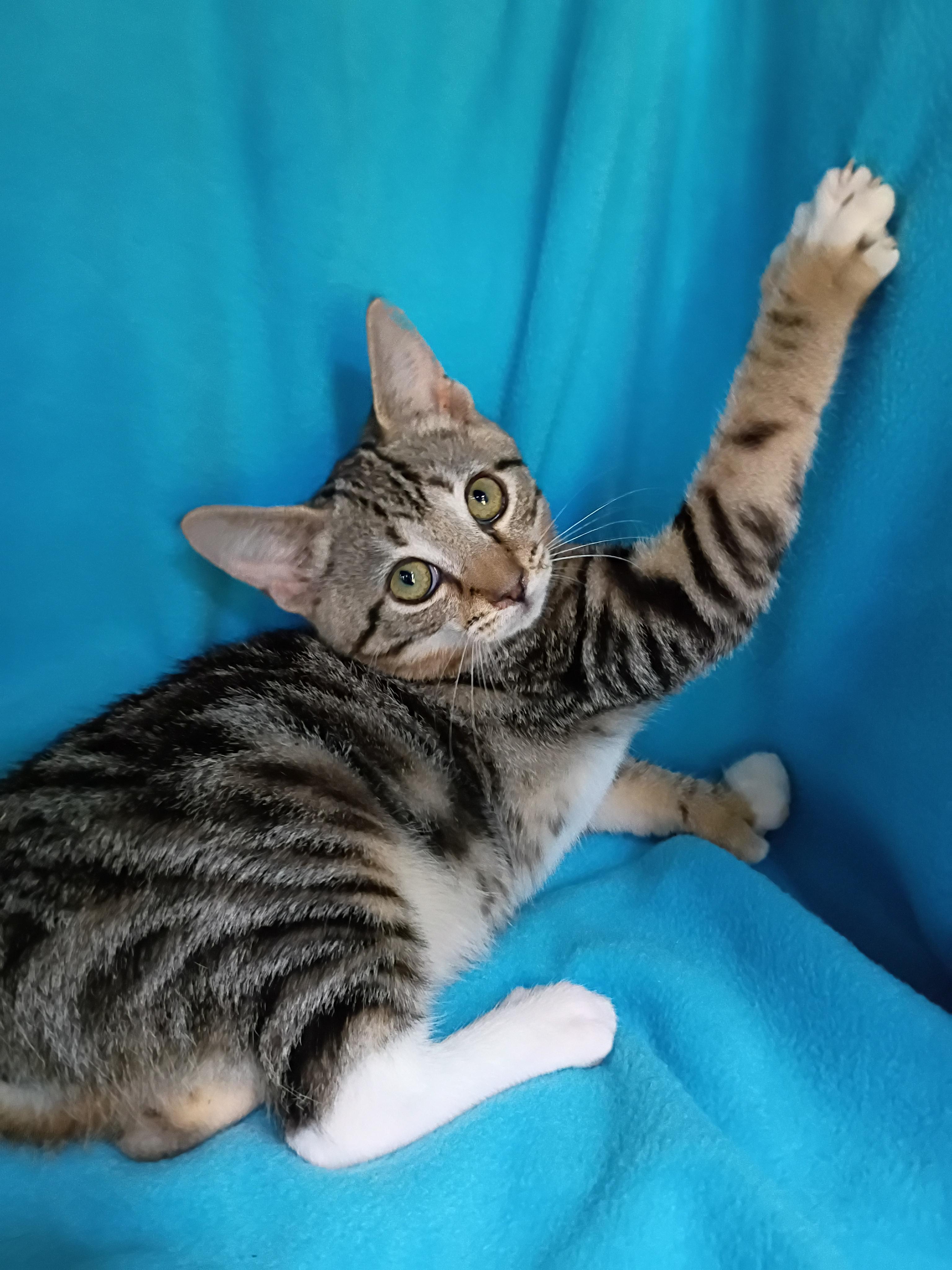 Enlarge Seashell, a Adoptable Domestic Short Hair in Morgantown, WV image 2/4