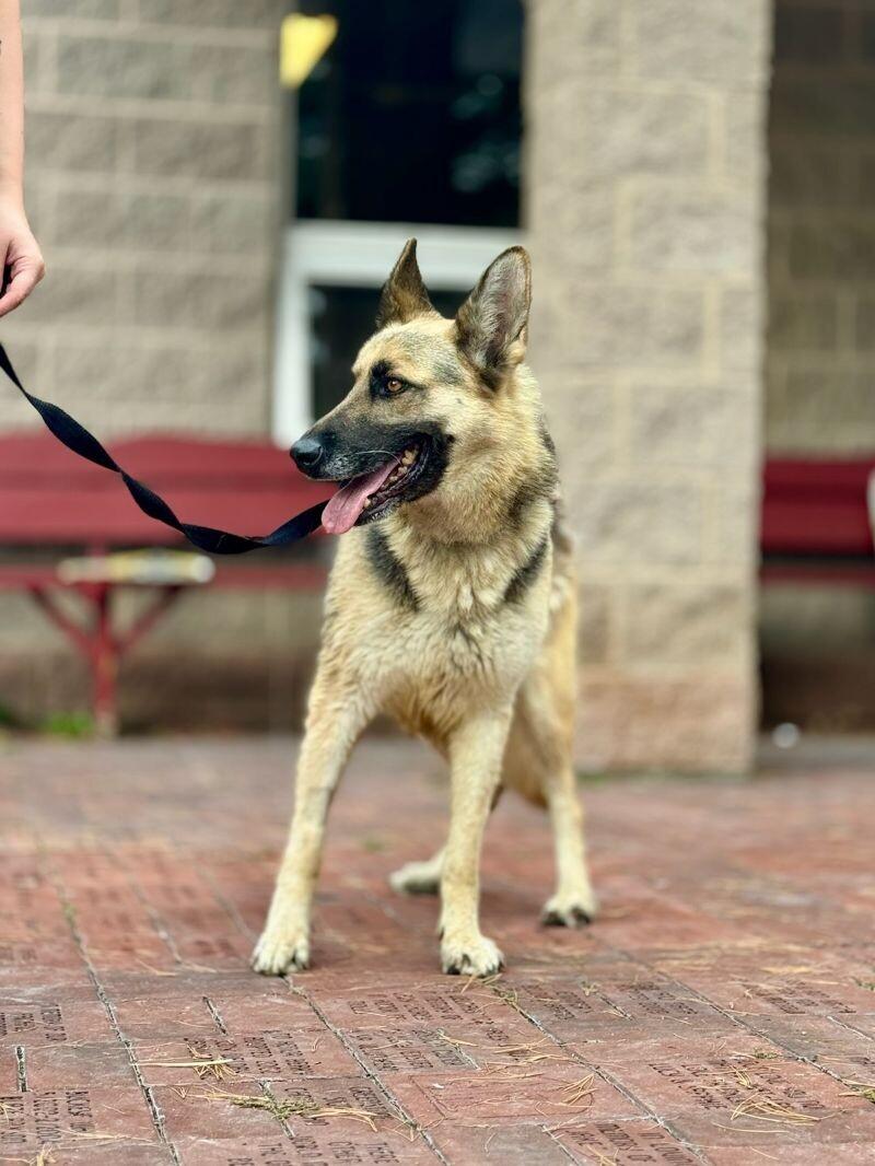 Enlarge Theta, a Adoptable German Shepherd Dog in Wooster, OH image 1/3