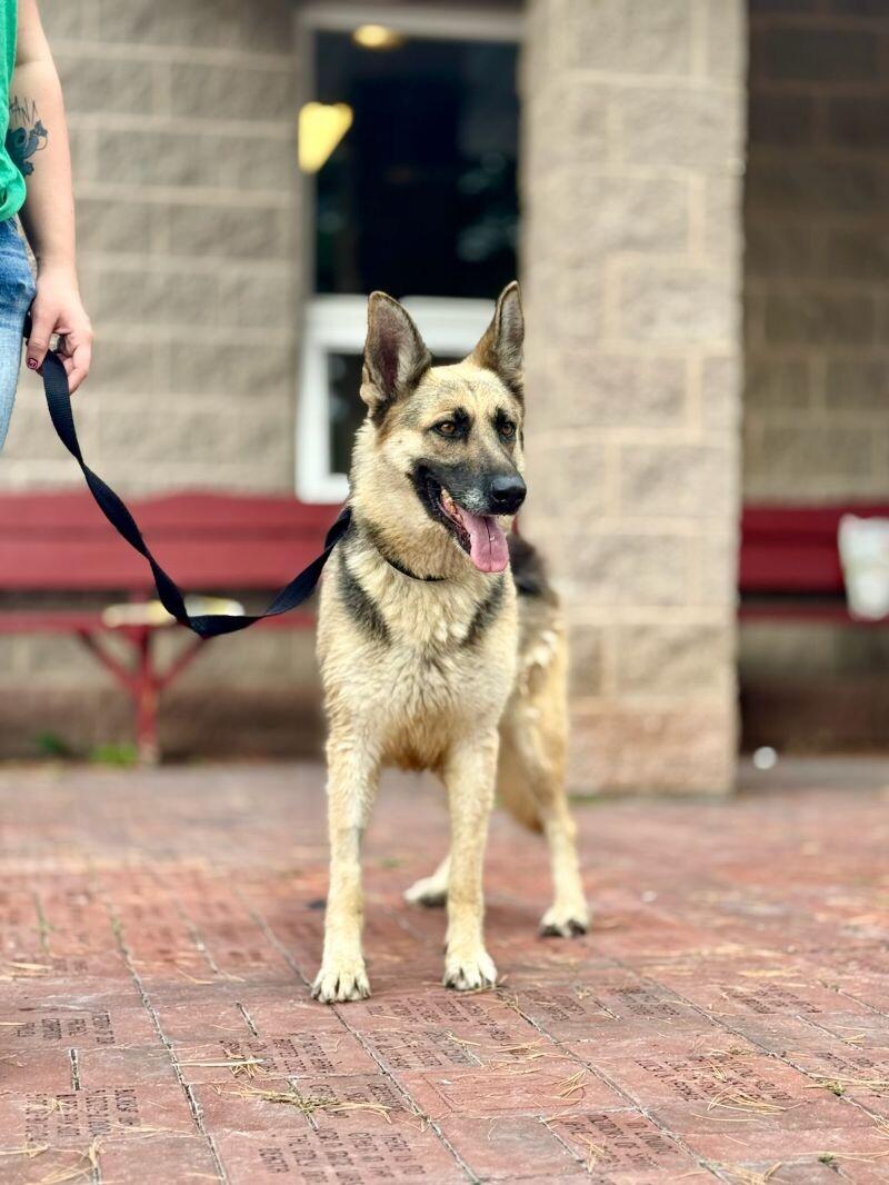 Enlarge Theta, a Adoptable German Shepherd Dog in Wooster, OH image 3/3