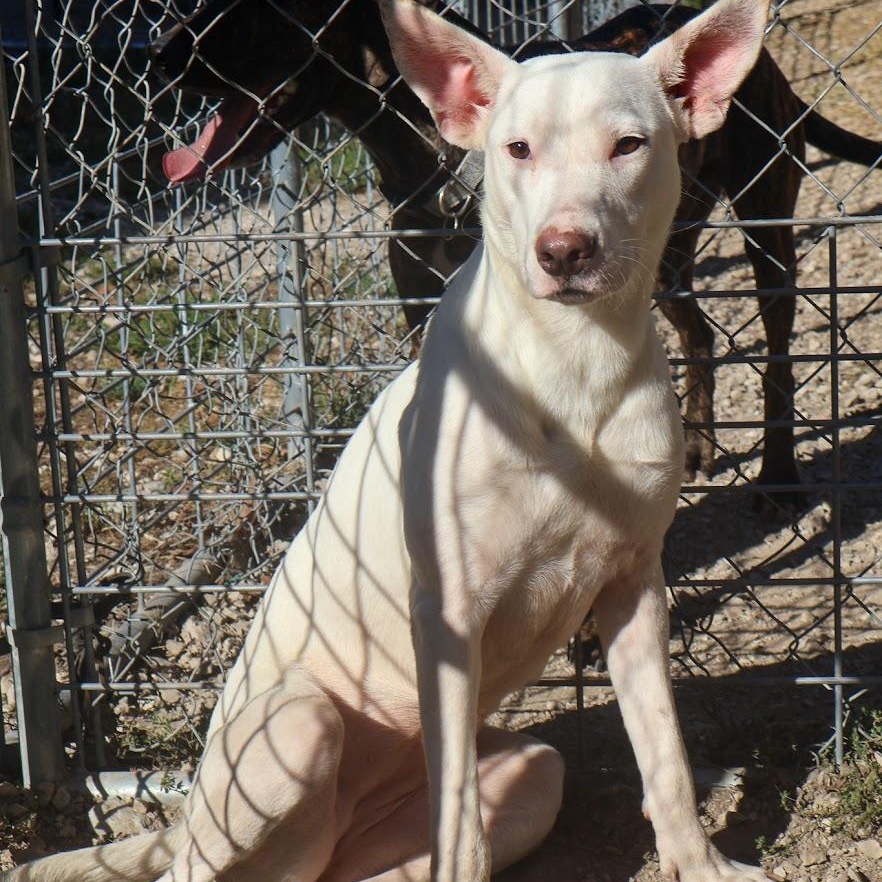 Enlarge Miley, a Adoptable Shepherd in Hollister, MO image 1/4