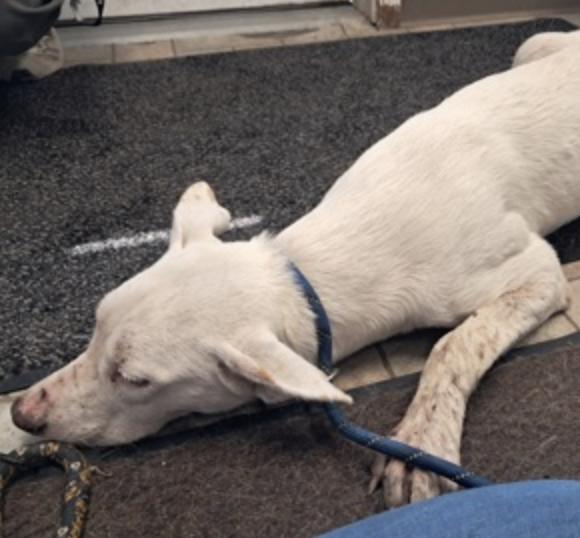 Enlarge Miley, a Adoptable Shepherd in Hollister, MO image 4/4
