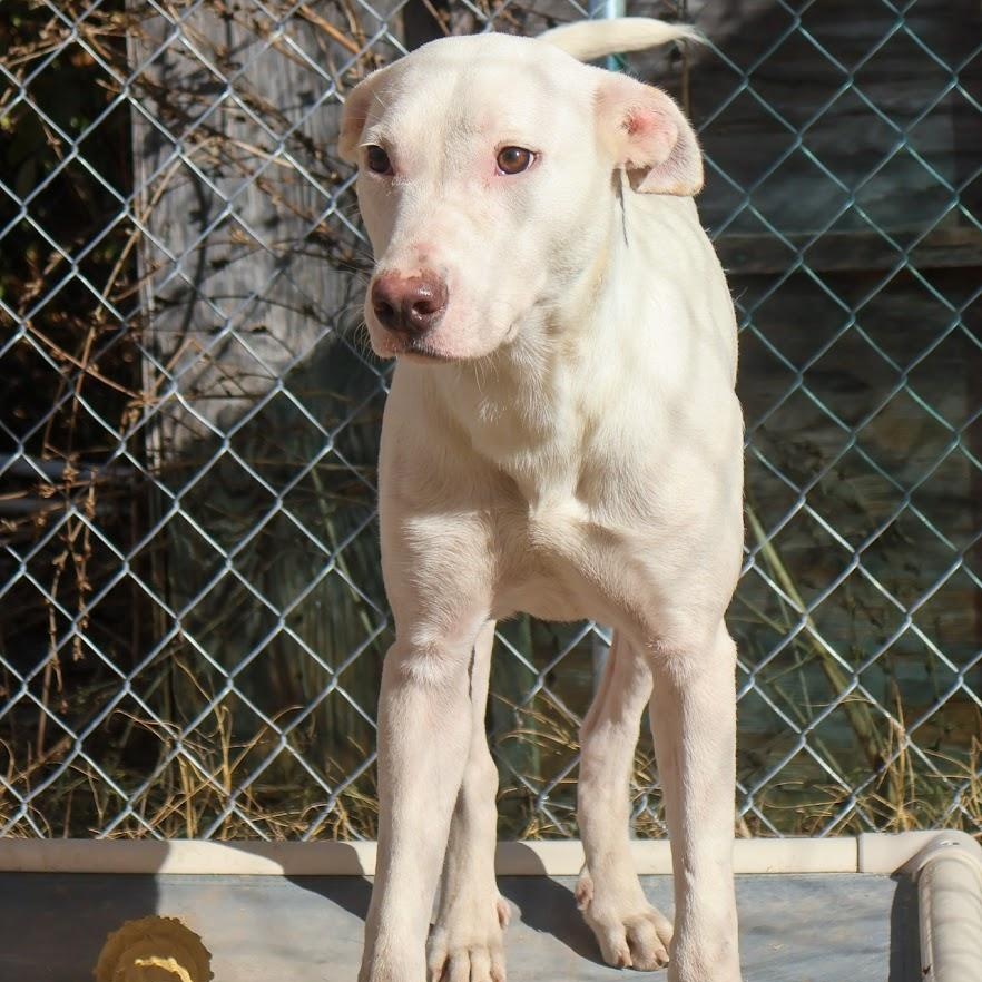 Enlarge Miley, a Adoptable Shepherd in Hollister, MO image 2/4