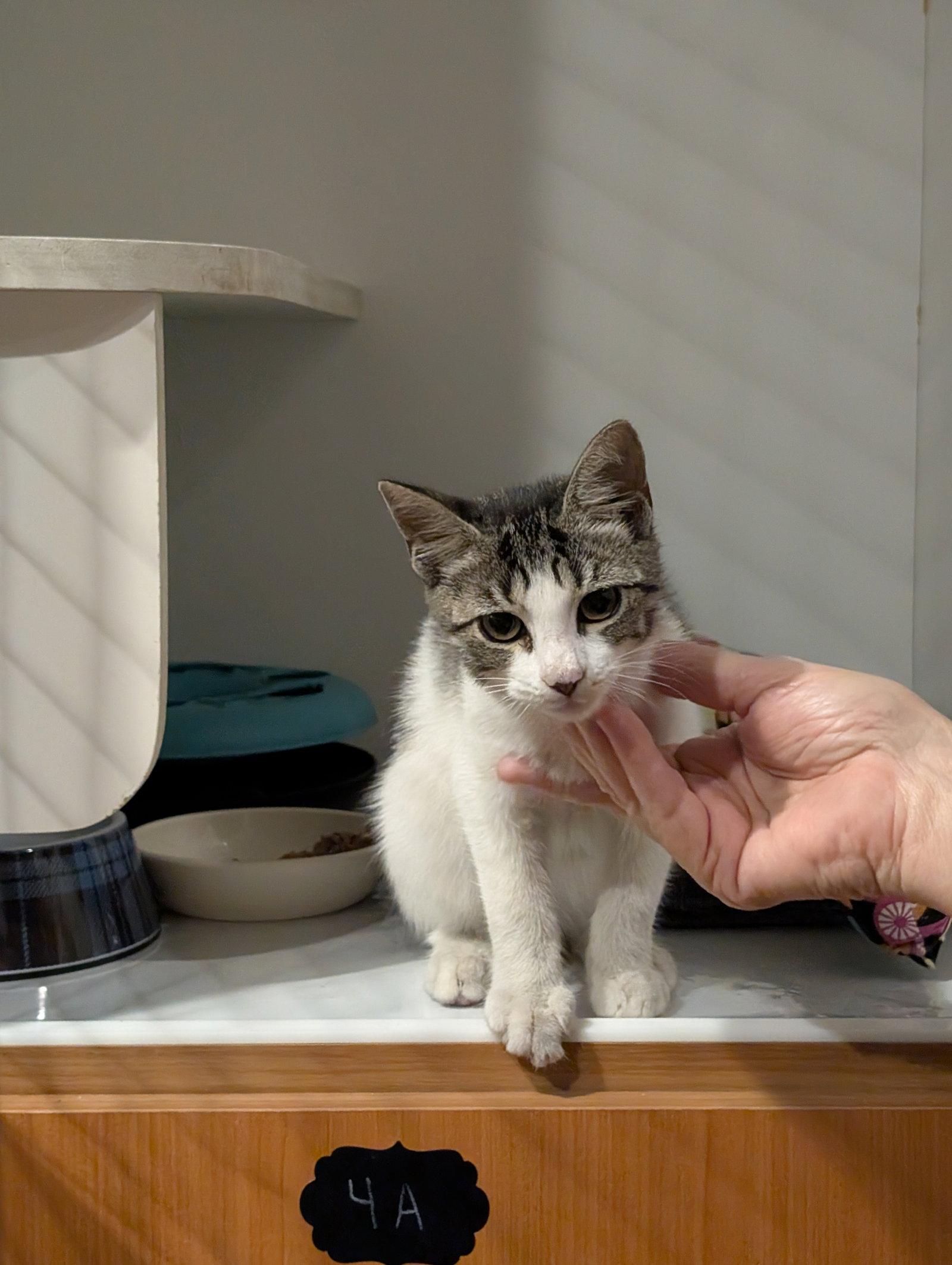Enlarge Geo 5.28.26 (med waiver), a Adoptable Domestic Short Hair in Apopka, FL image 1/3