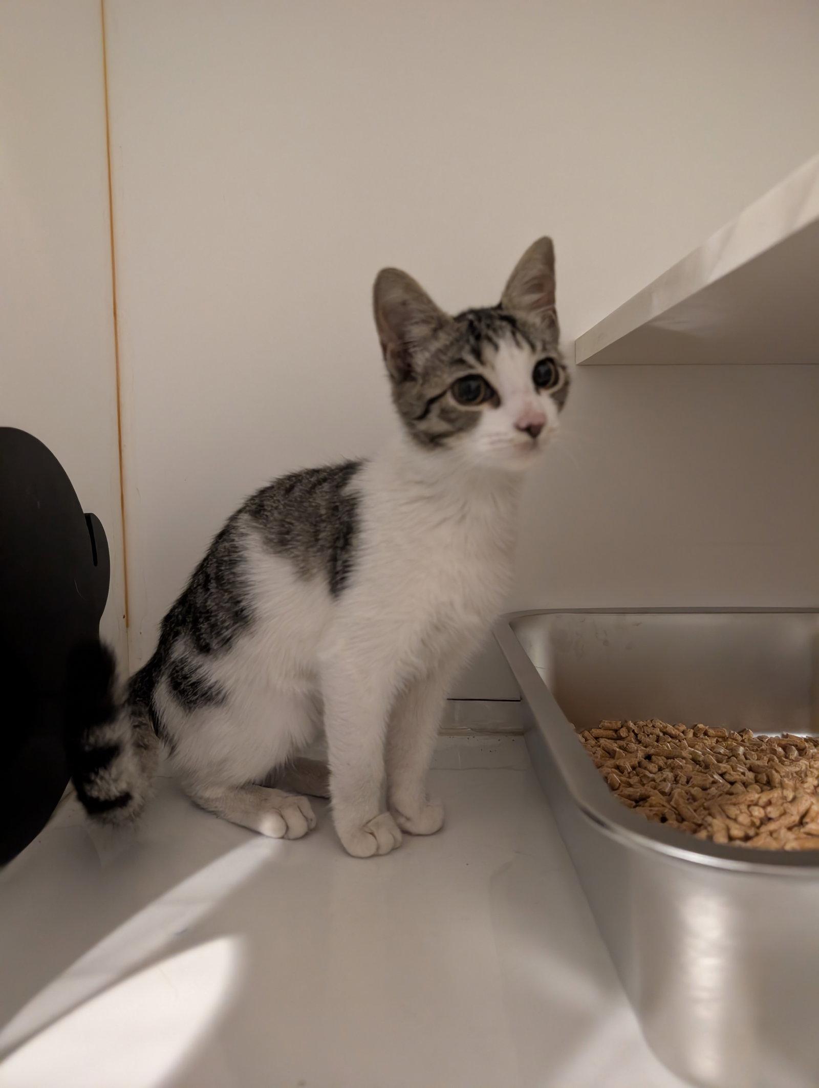 Enlarge Geo 5.28.26 (med waiver), a Adoptable Domestic Short Hair in Apopka, FL image 2/3