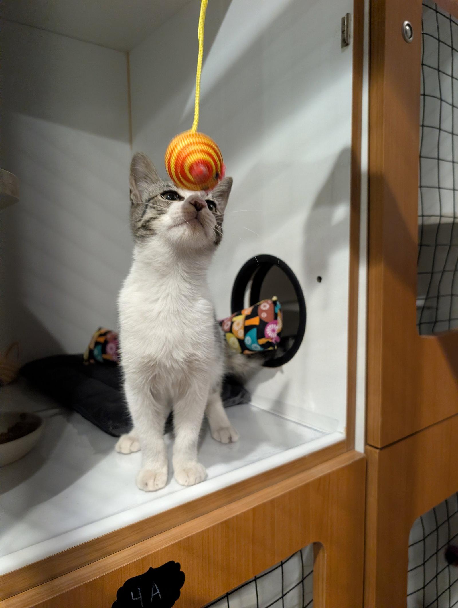 Enlarge Geo 5.28.26 (med waiver), a Adoptable Domestic Short Hair in Apopka, FL image 3/3