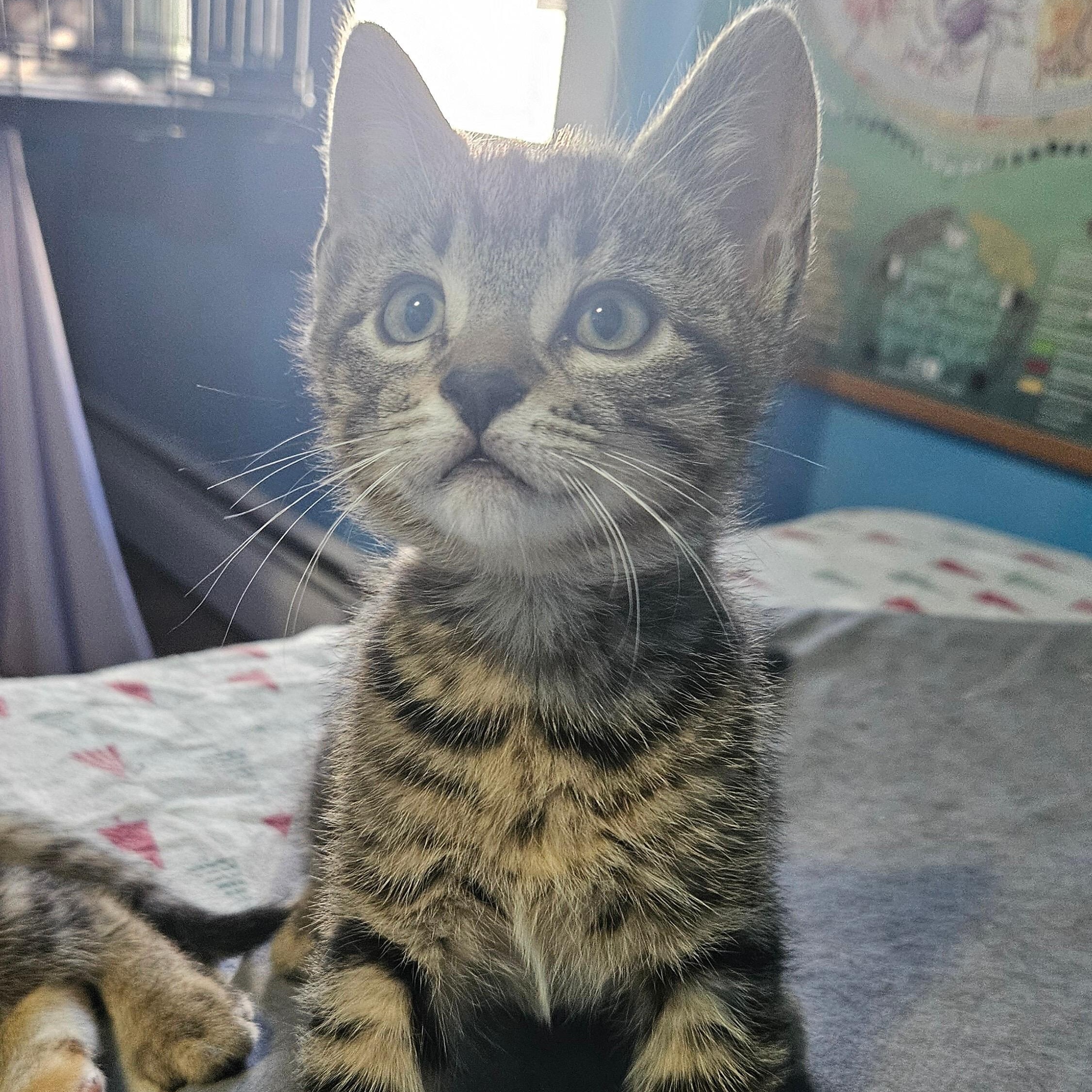 Patrick, Adopted, Kitten Male Tabby & Domestic Short Hair.